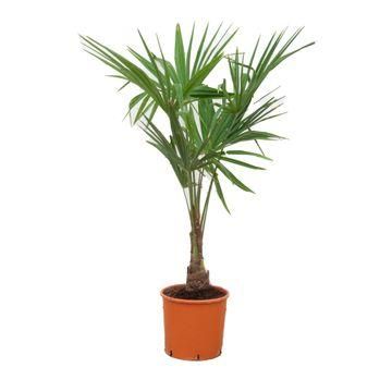 Trachycarpus Fortunei – Chinesische Hanfpalme – 120-130 cm – Ø27 Topf