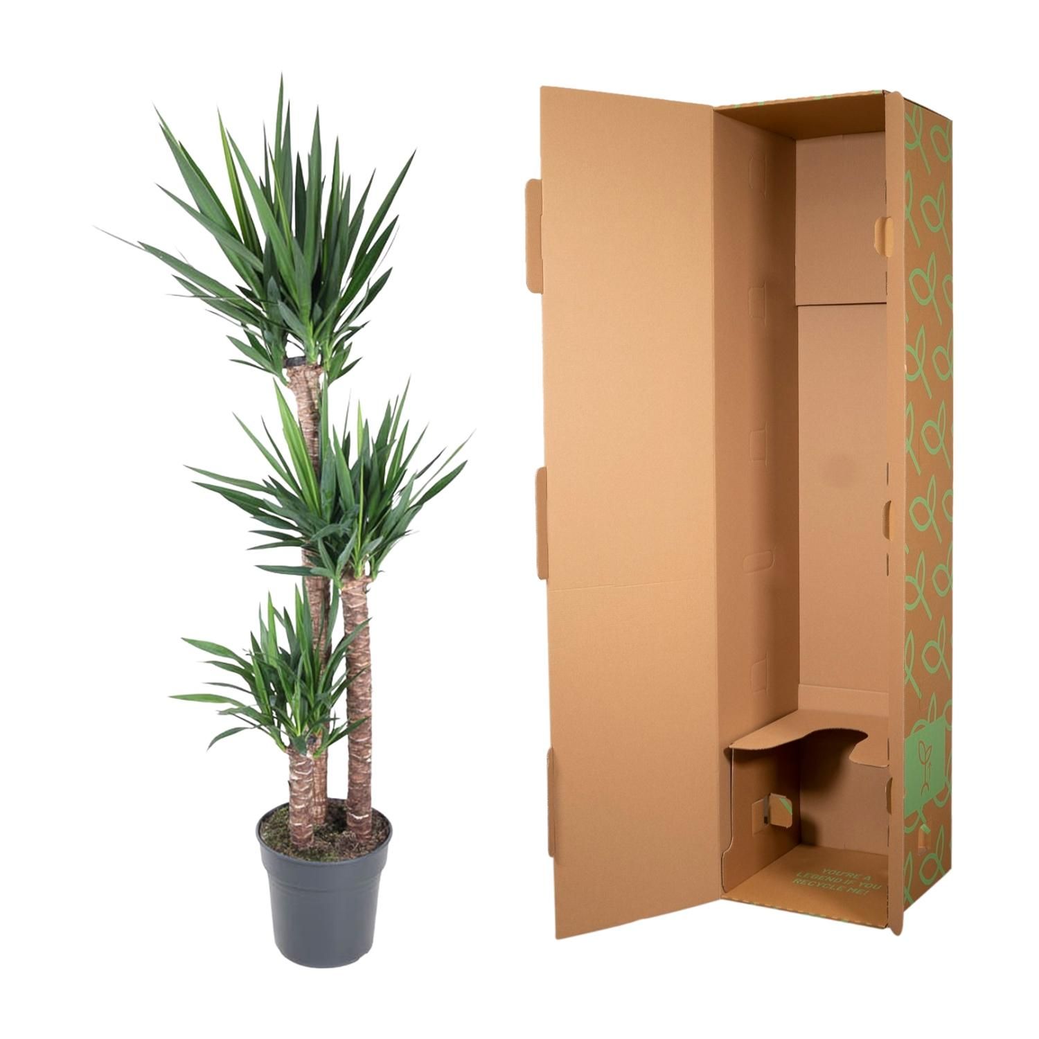Yucca Elephantipe Elefantenpalme