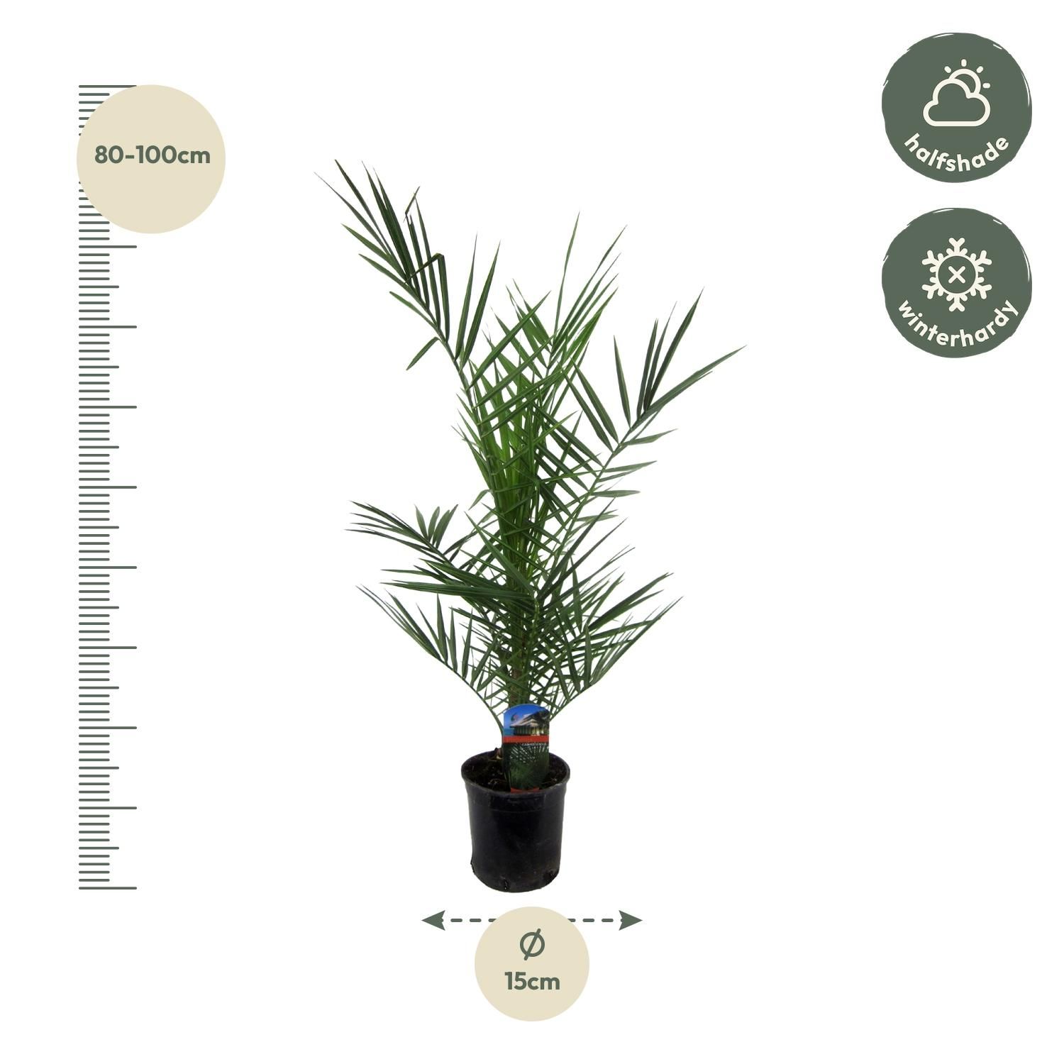 Kanarische Dattelpalme Phoenix Canariensis