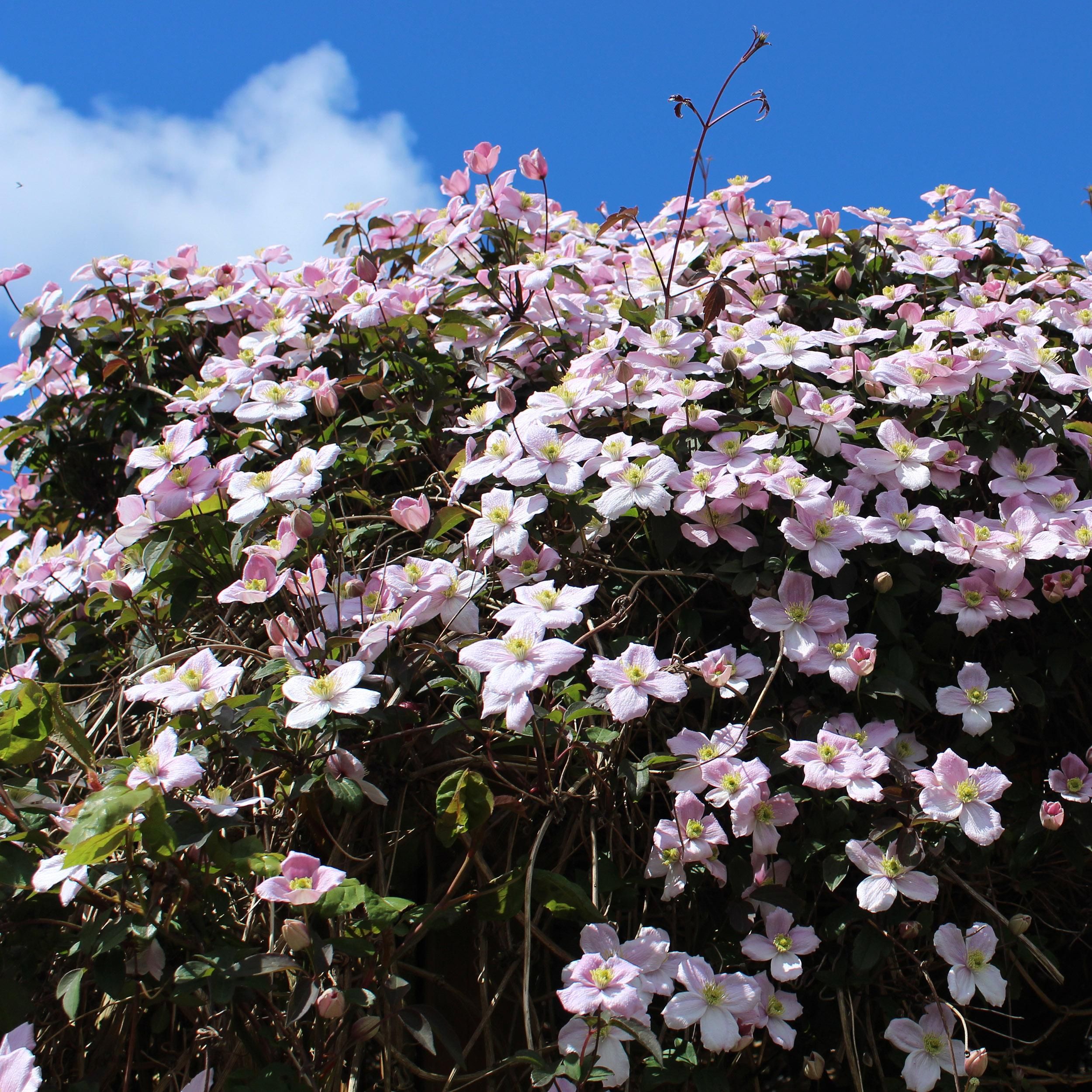 Clematis montana Rubens – 2 Kletterpflanzen – Rosa Blüten – Frühblühend