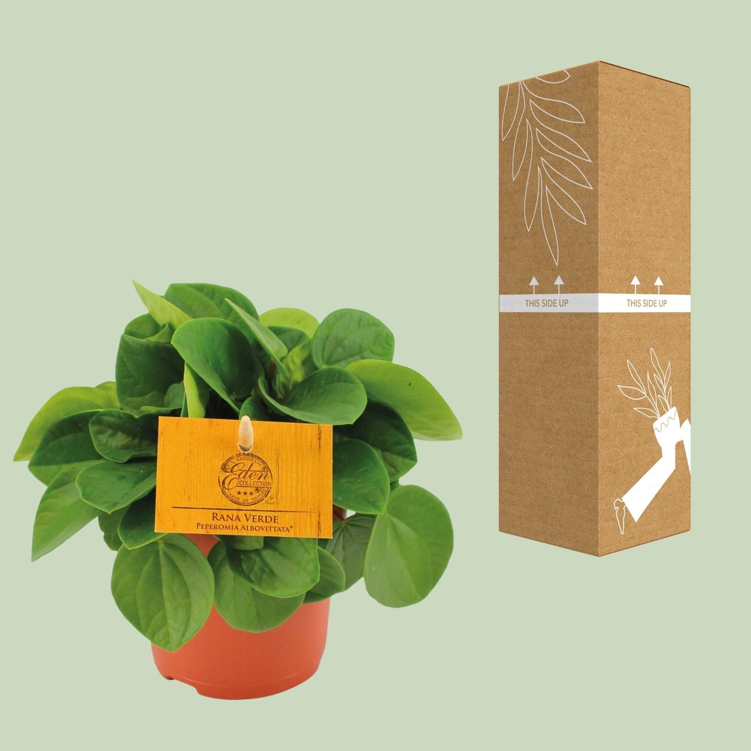 Peperomia Rana Verde – dekorative Zimmerpflanze