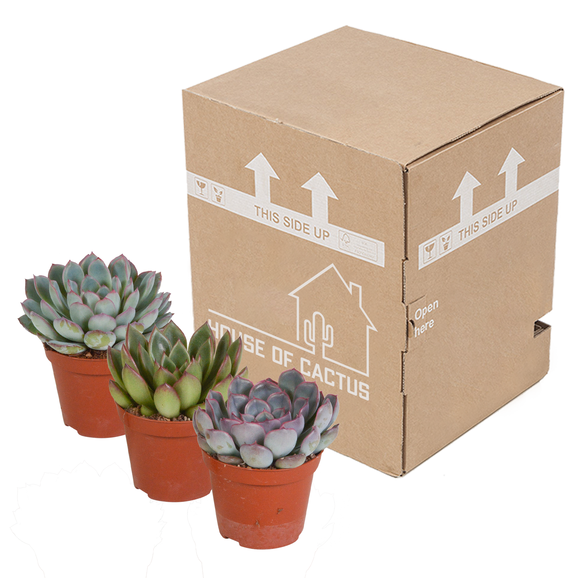 Echeveria Mix Sukkulenten 3er Set ohne Topf