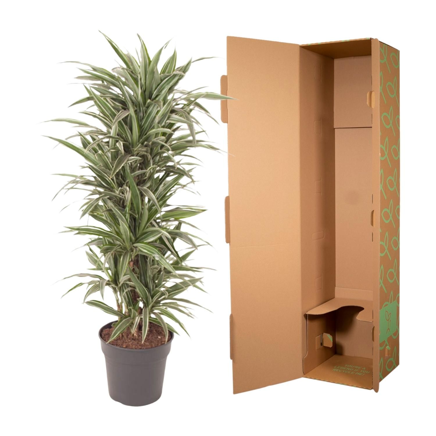 Dracaena Warneckei eleganter Zimmerpflanze