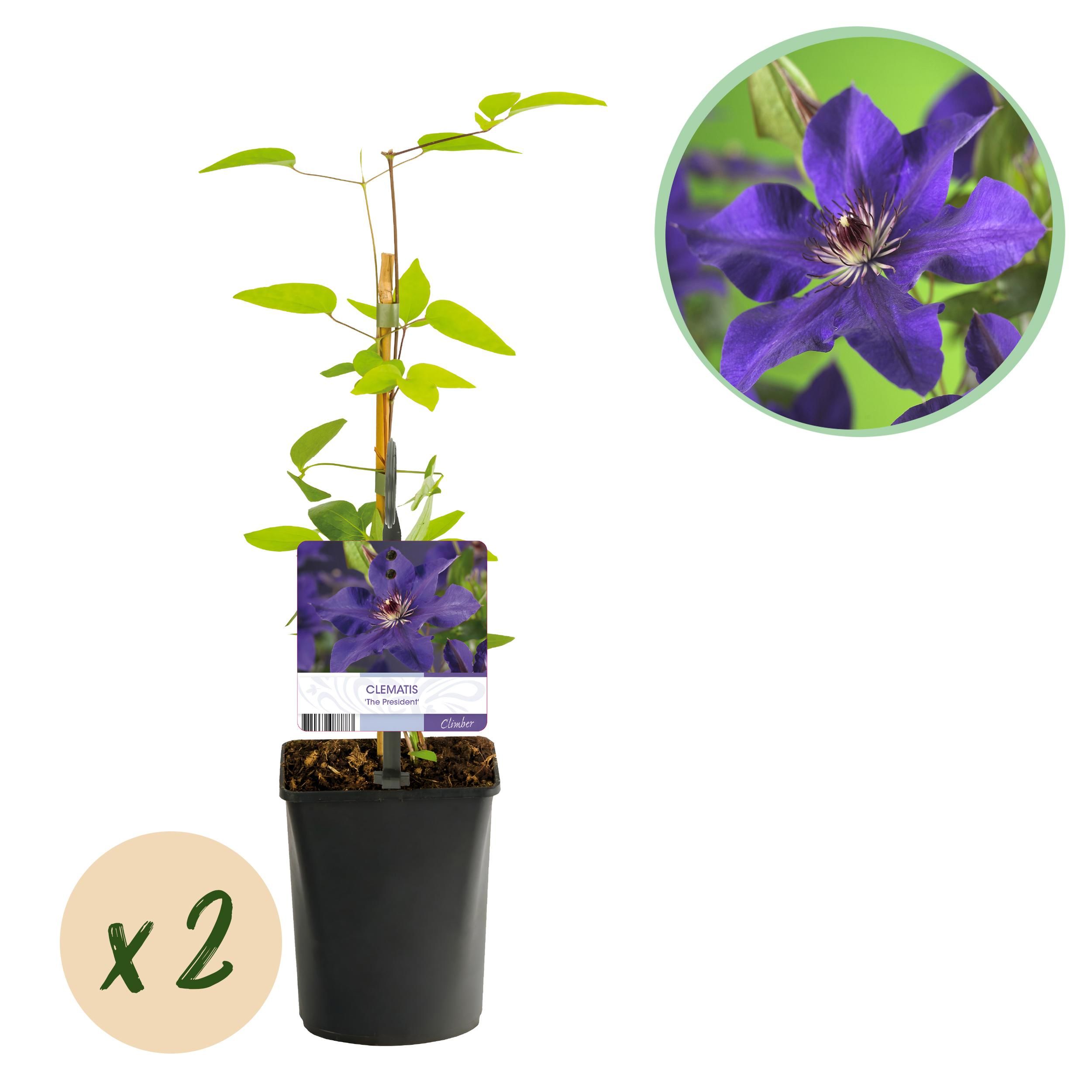 Kletterpflanze Clematis The President | Rosa Blüte | Wenig Pflege | 2 Pflanzen