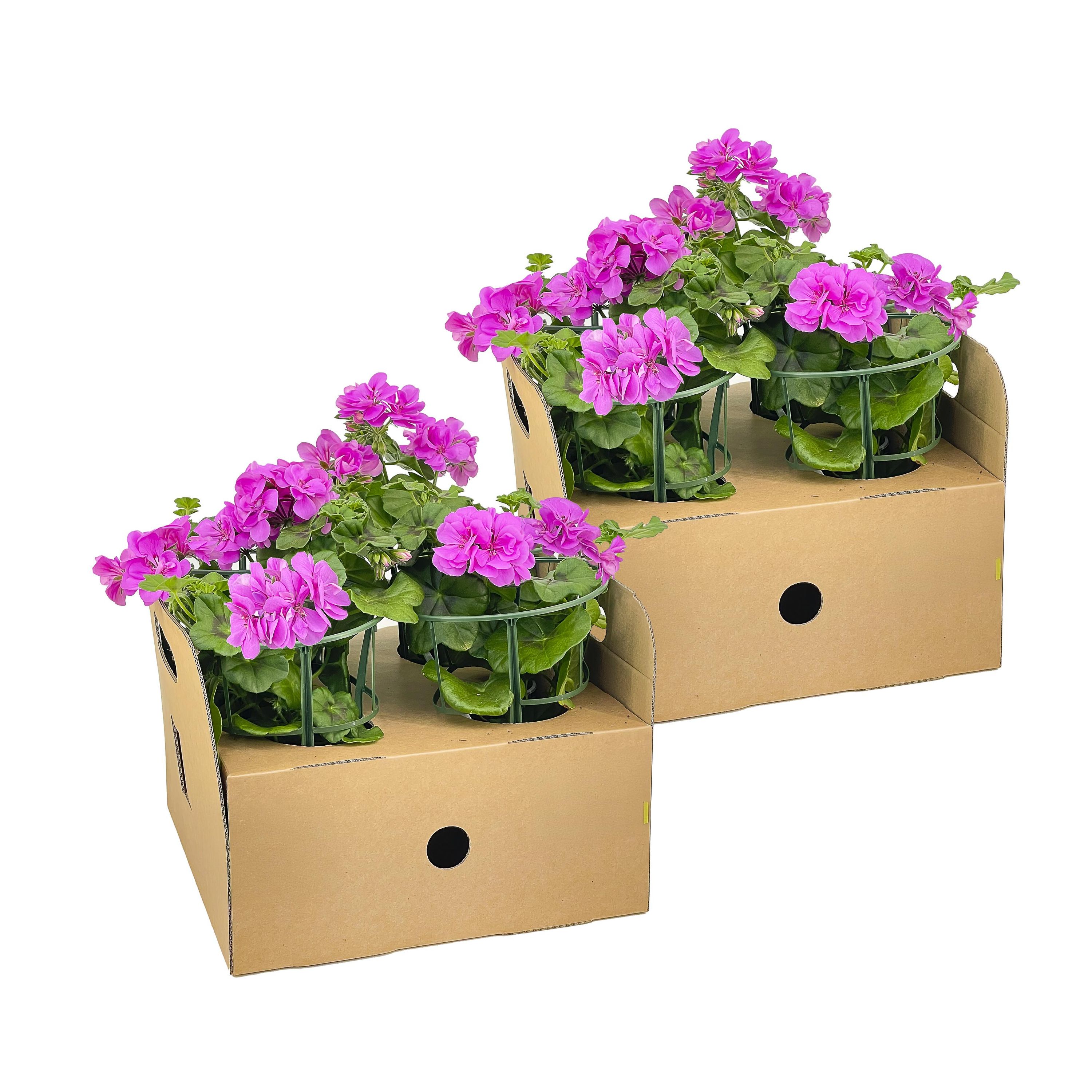 Pelargonium peltatum Violet Hängepflanze