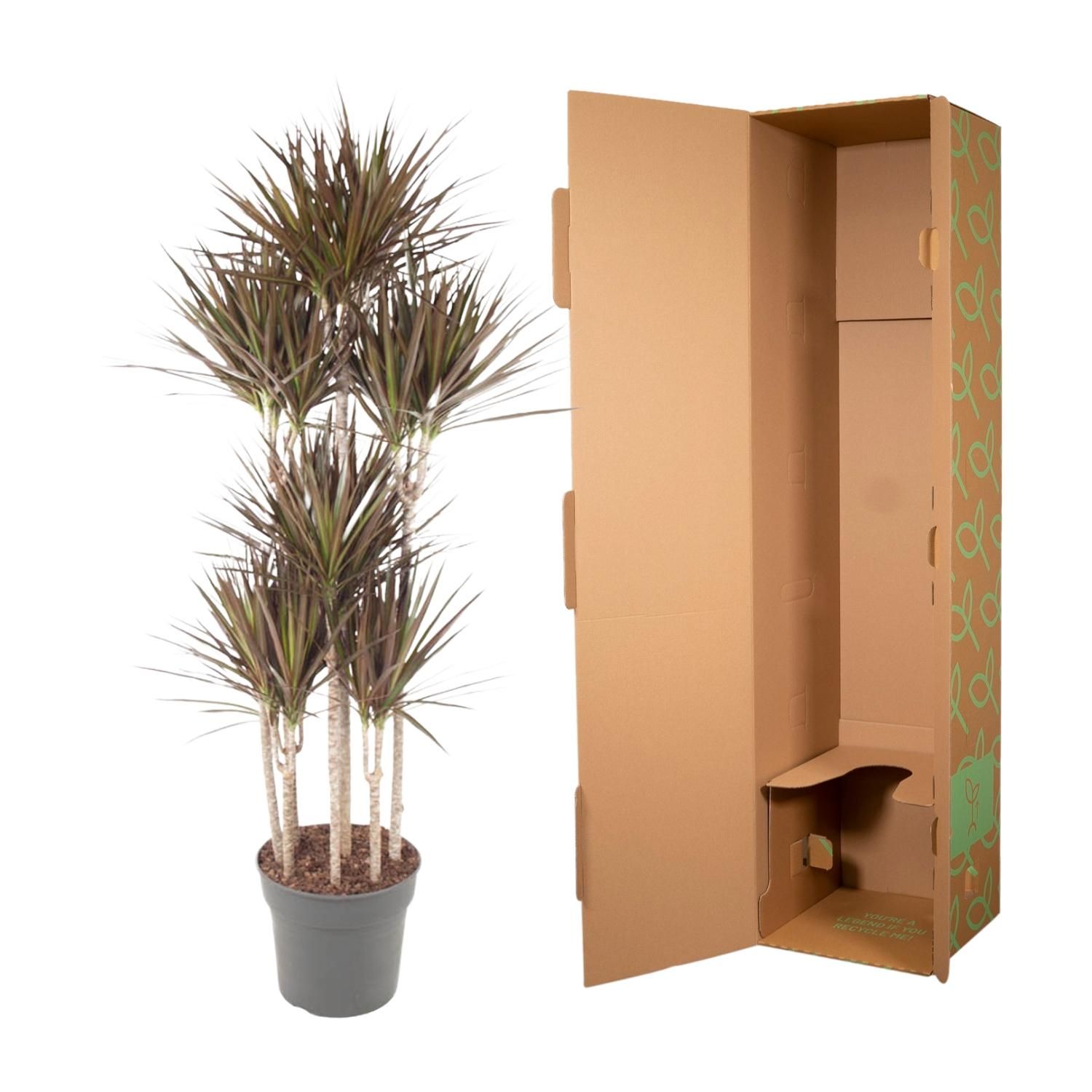 Dracaena Magenta Carrousel Zimmerpflanze