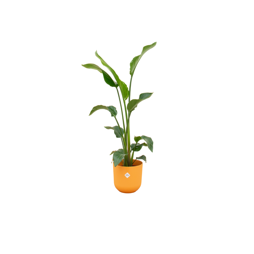Strelitzia – Paradiesvogelblume in dekorativem Übertopf