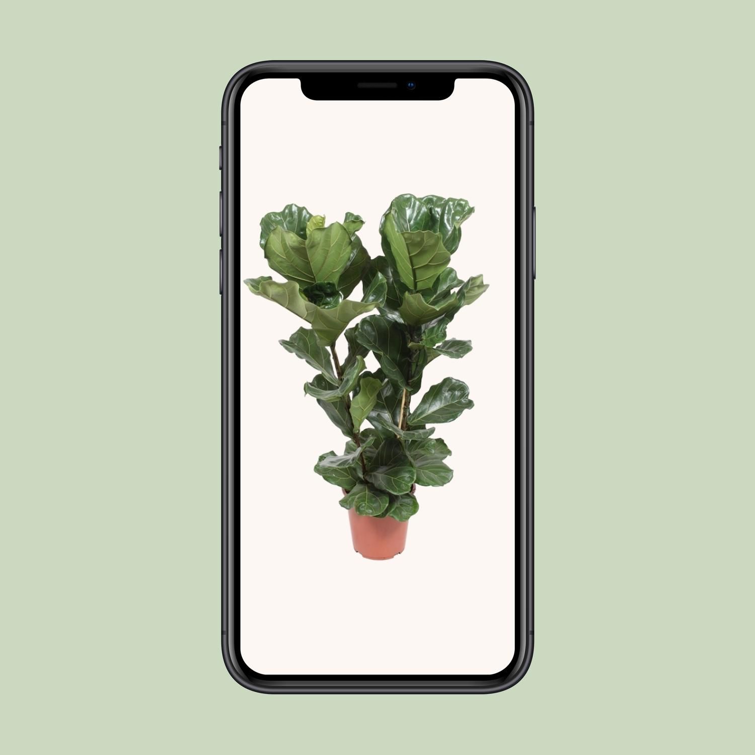 Ficus lyrata Zimmerpflanze mit eleganten geigenförmigen Blättern