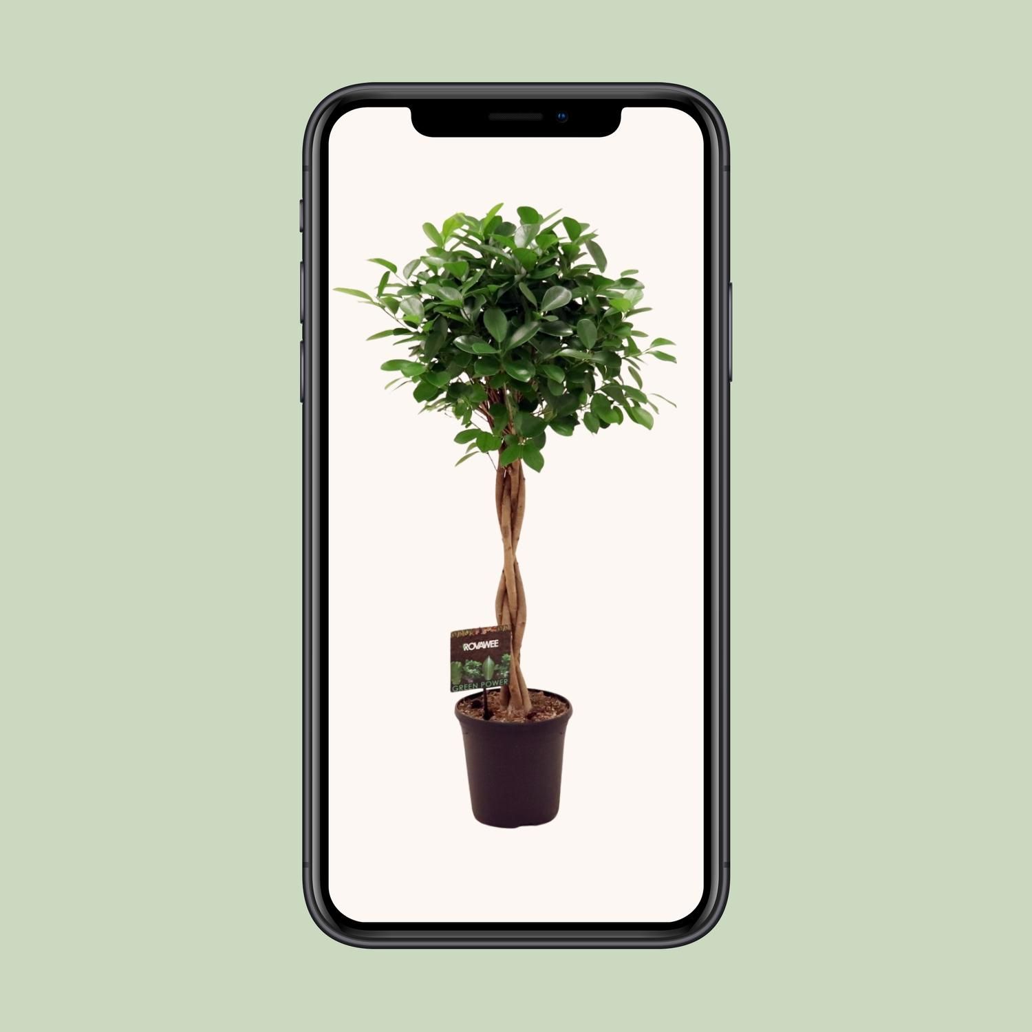 Ficus Moclame - Eleganter Zimmerbaum mit üppigem Grün