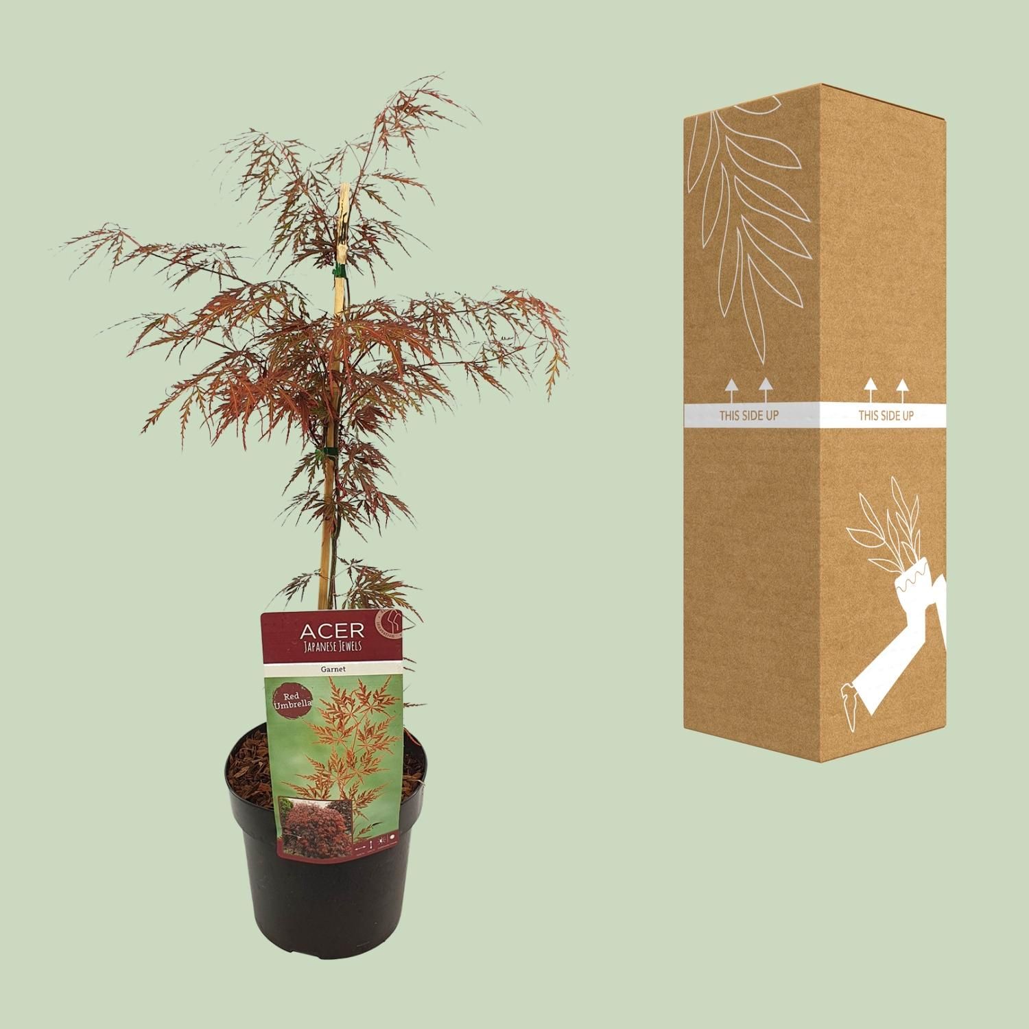 Acer Garnet – Lebendiger Ahorn mit farbenprächtigen Blättern