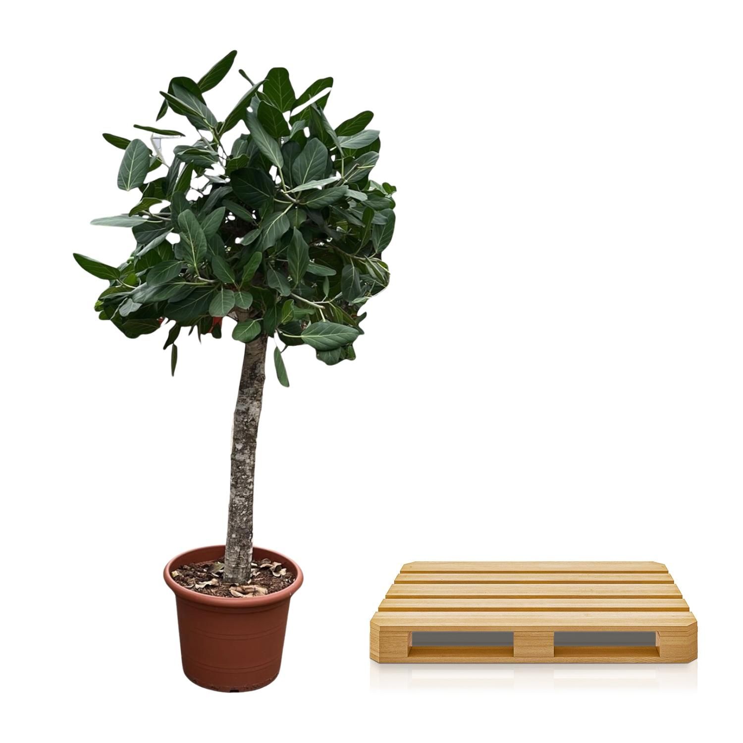 Ficus Benghalensis Zimmerbaum
