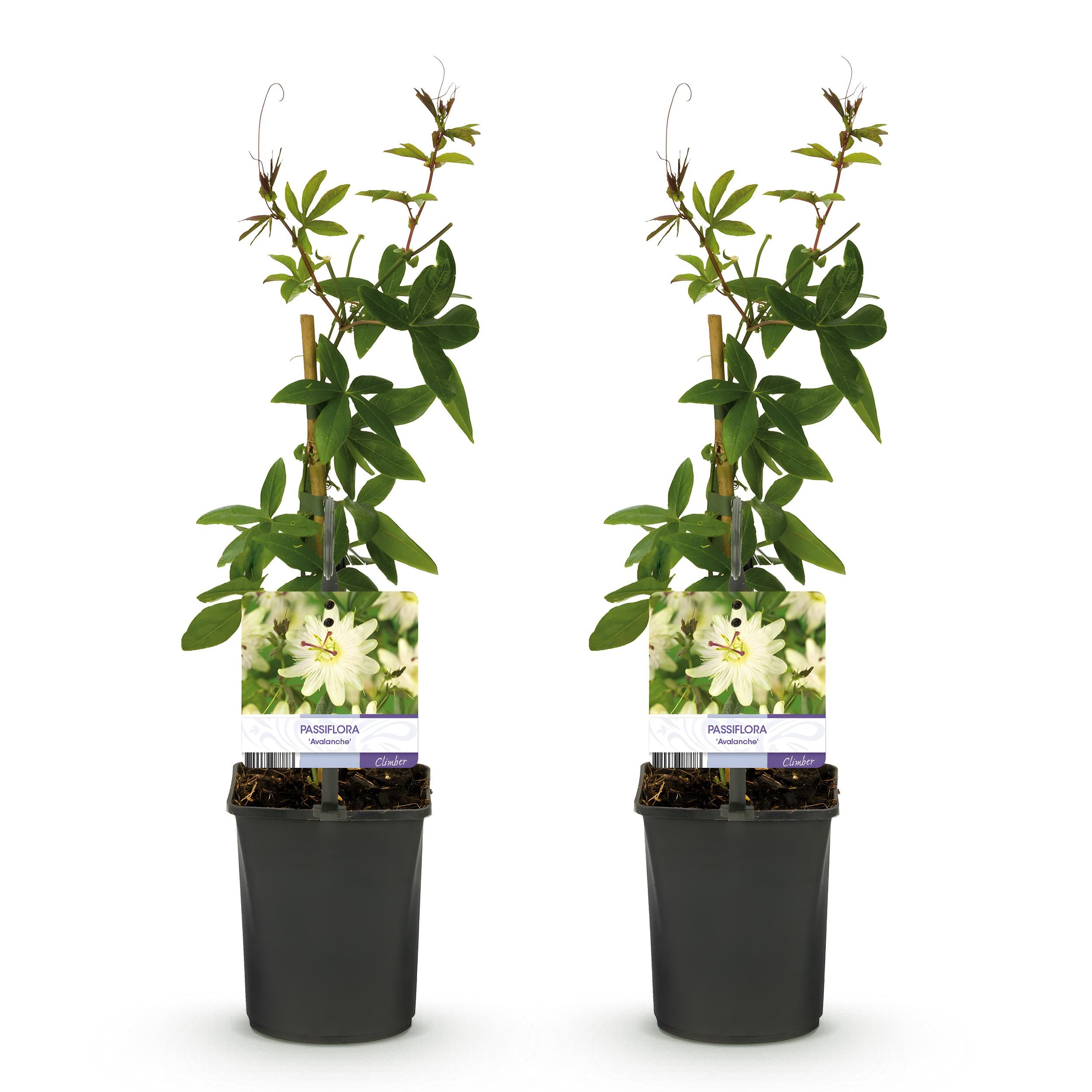 Passionsblume Passiflora Avalanche - Weiße Blüte - Pflegeleicht - 2 Pflanzen pro Topf