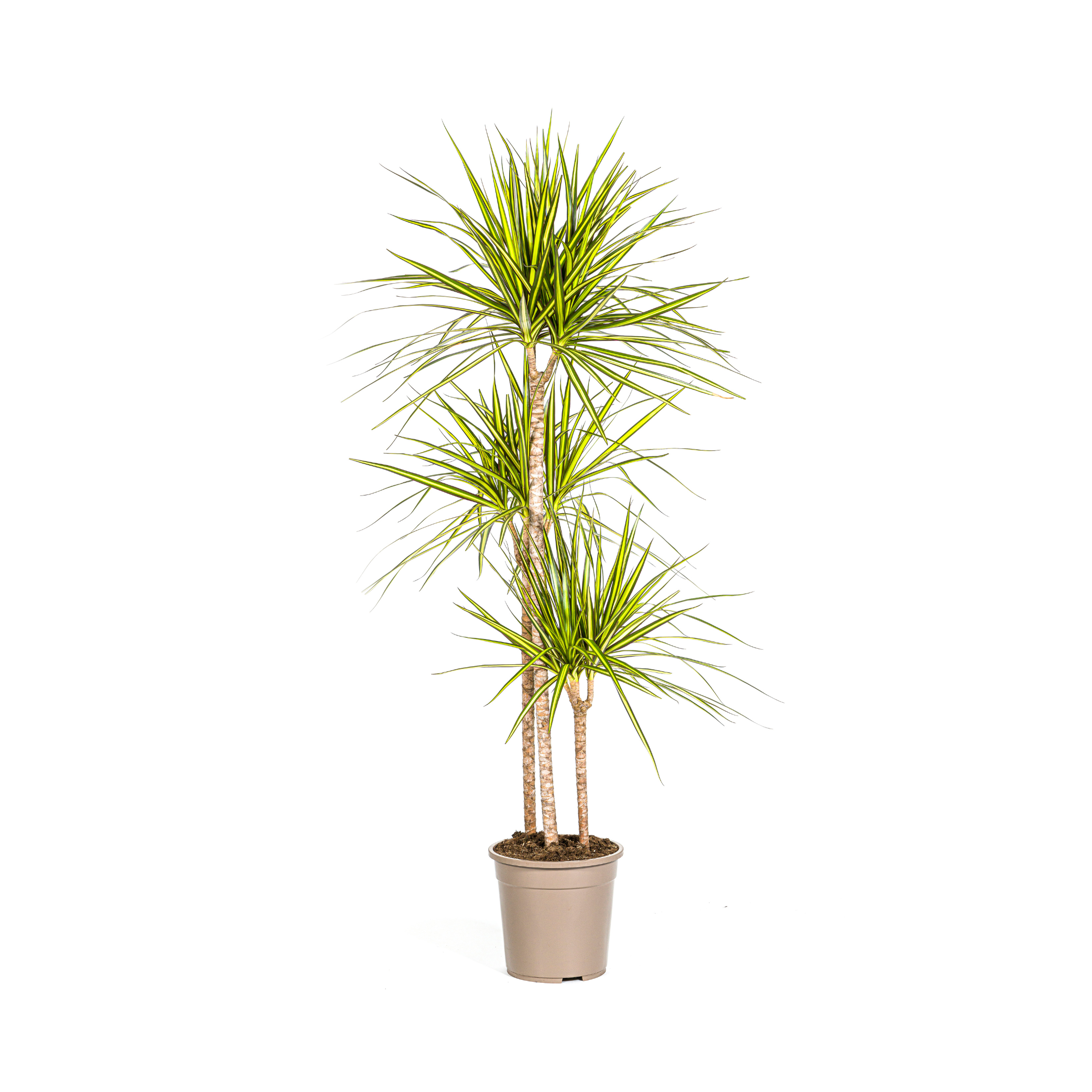 Dracaena Marginata Sunray | Ø24cm – ↕130-150cm | Hochwertige Zimmerpflanze