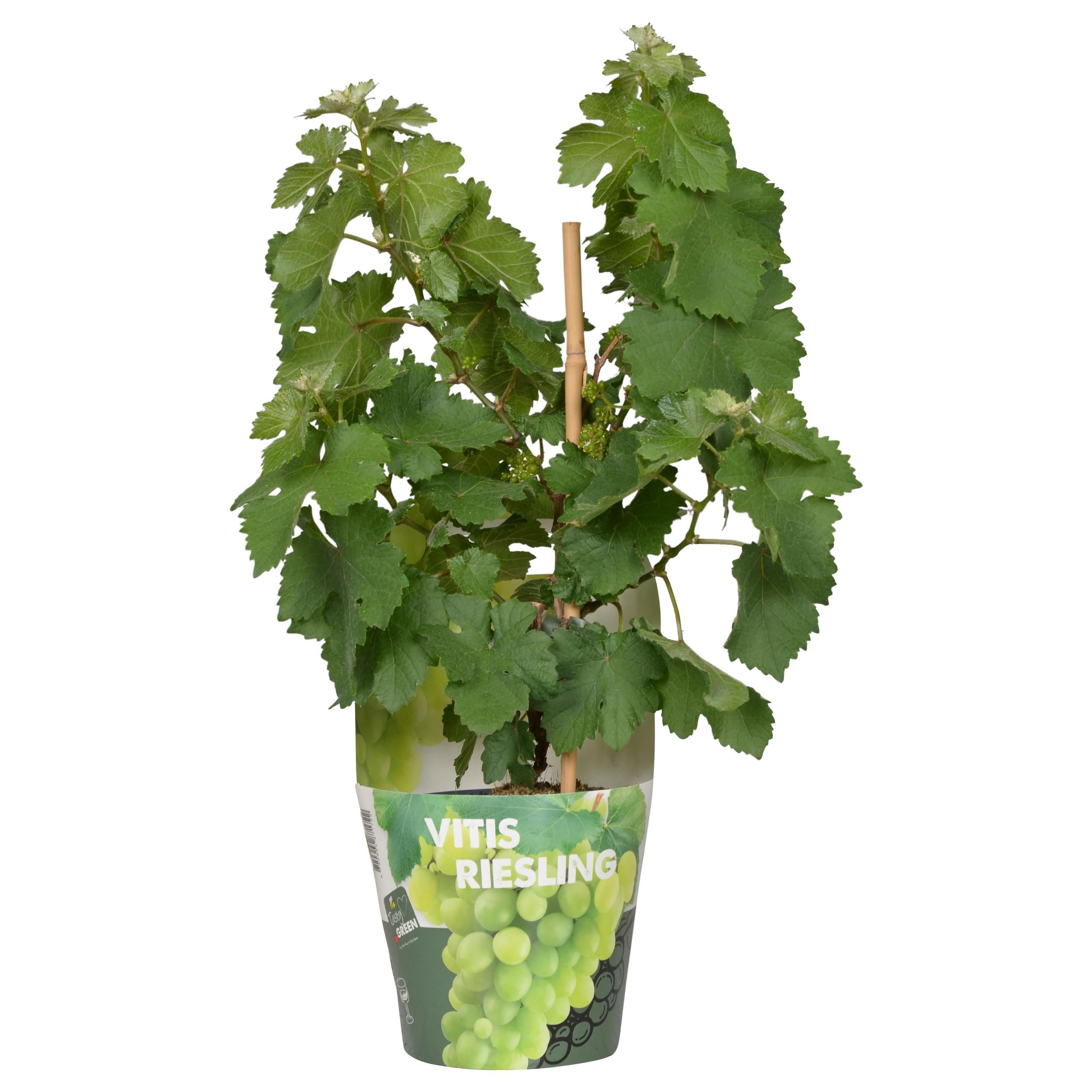 Vitis Pixie Riesling Zwergtraube