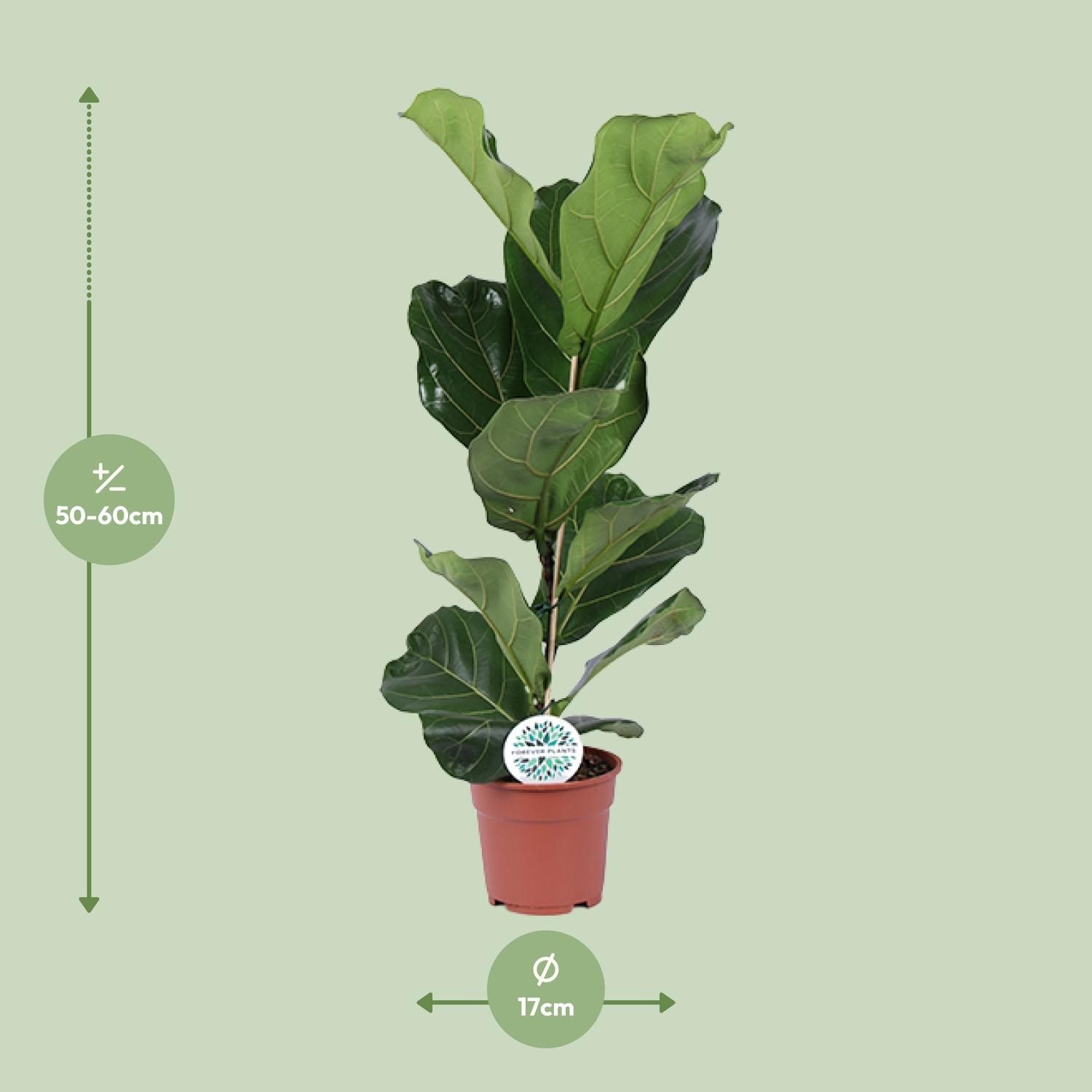 Ficus Lyrata Zimmerpflanze