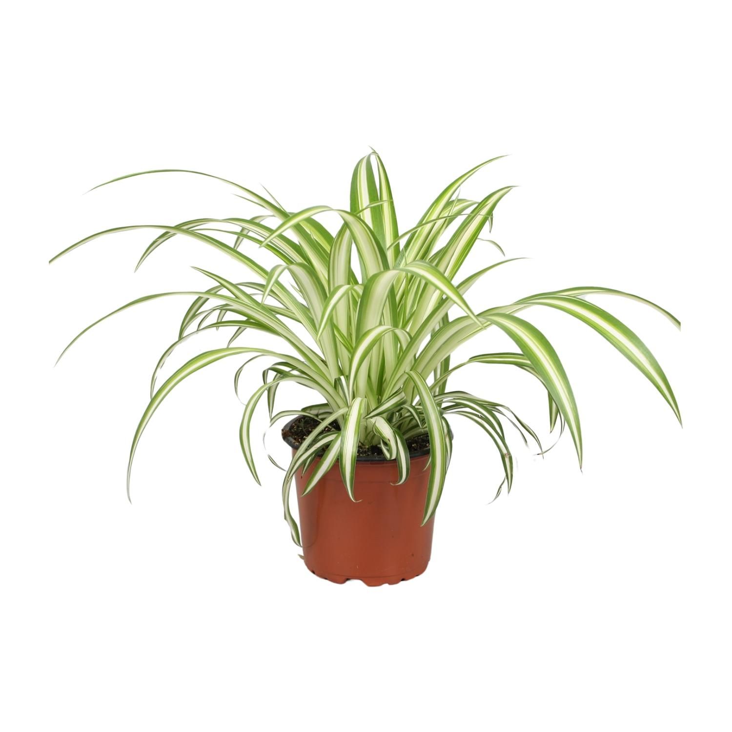 Chlorophytum Zimmerpflanze mit eleganten, langen grünen Blättern