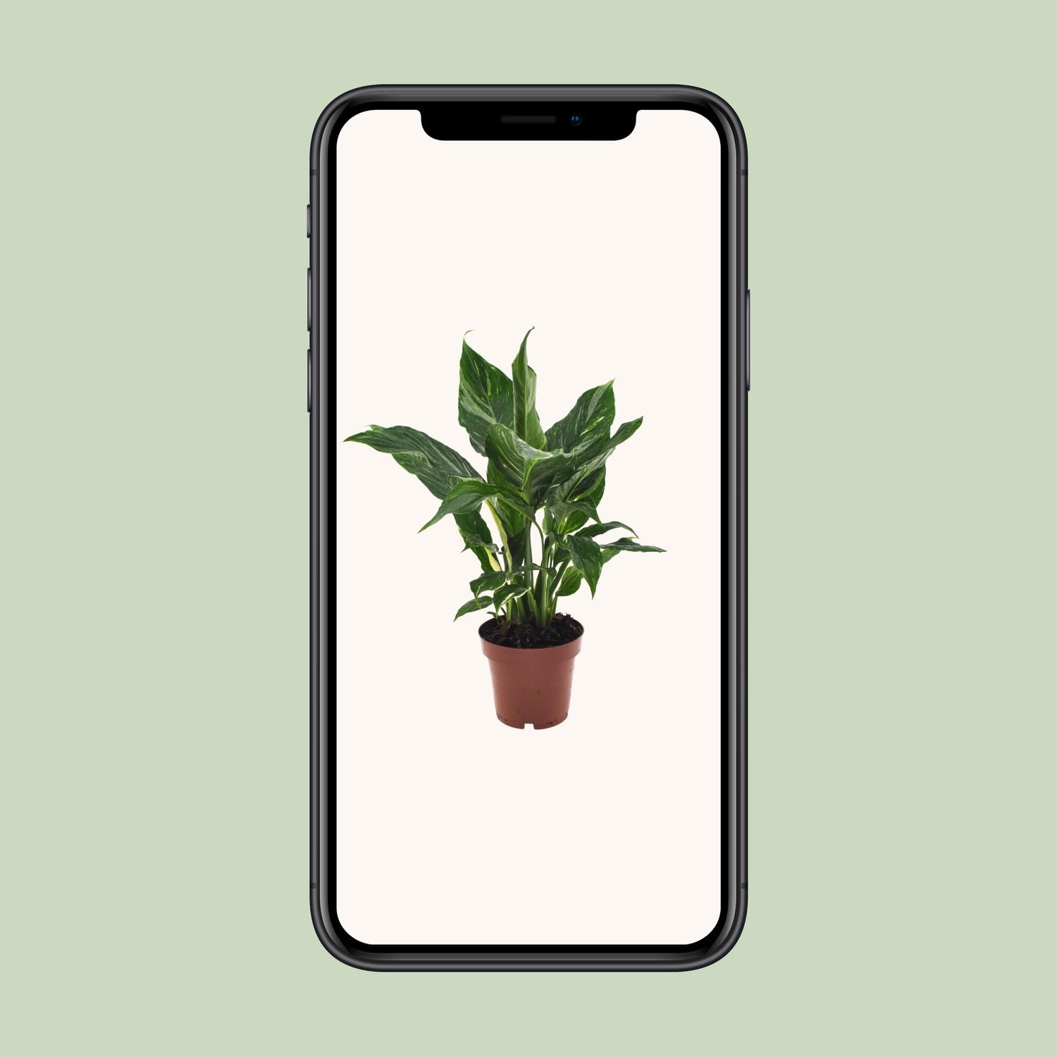 Friedenslilie Spathiphyllum – Elegante Zimmerpflanze