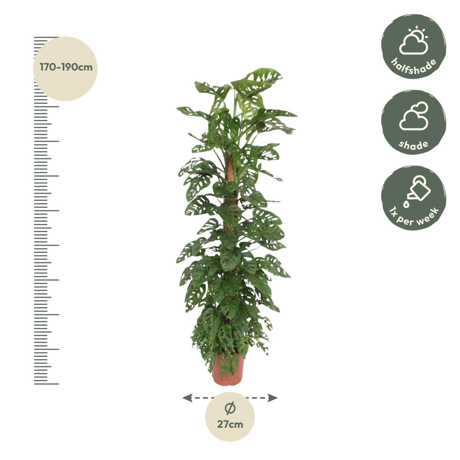 Monstera Monkey Leaf XXL Zimmerpflanze