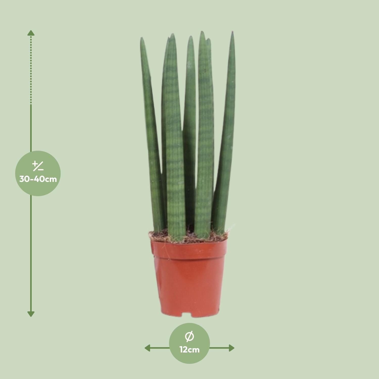 Sansevieria Gerade - Ø12cm - ↕40cm