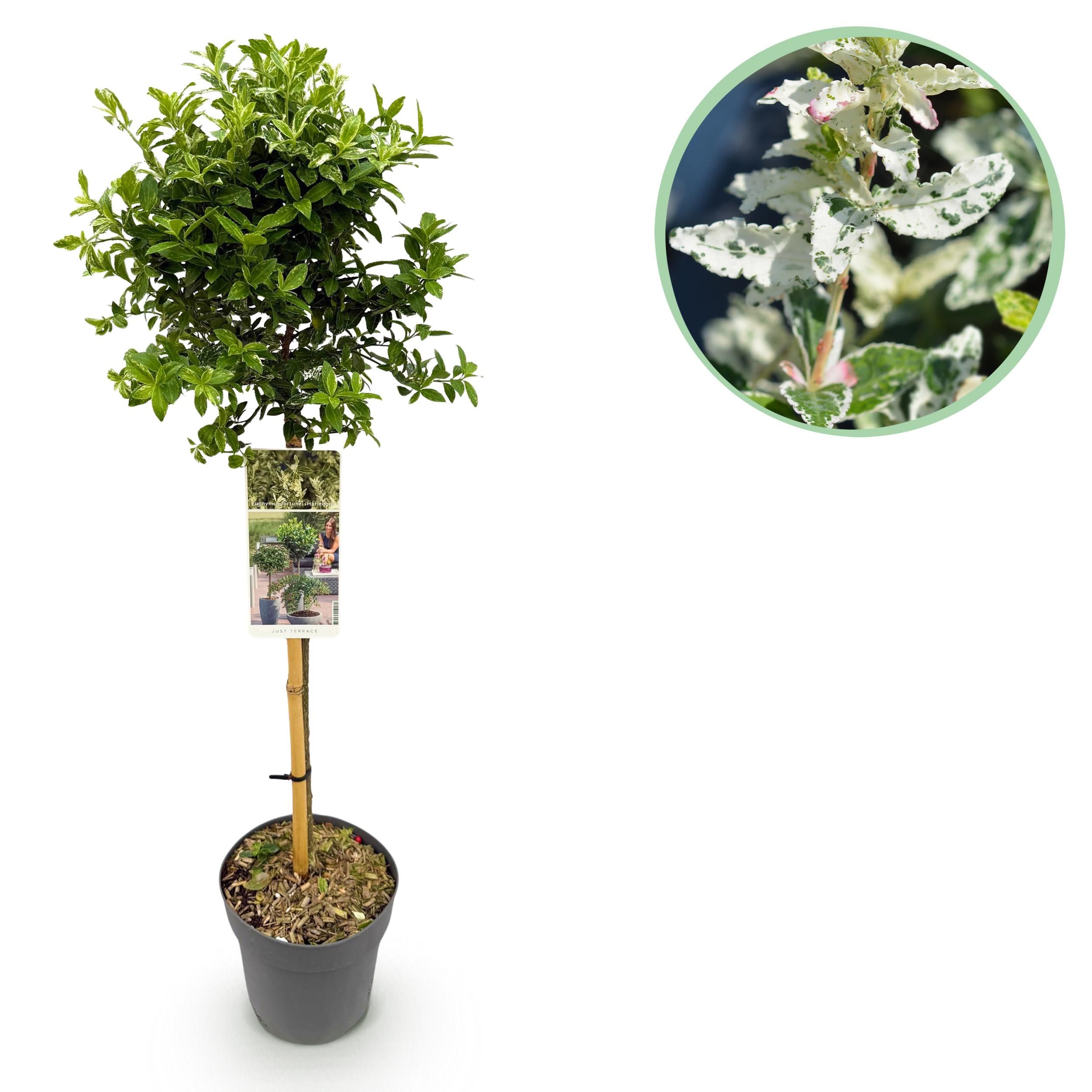 Euonymus fortunei Harlequin – Stamm-Pflanze | Immergrün | Wenig Pflege – Topf 19cm, 90cm Hoch