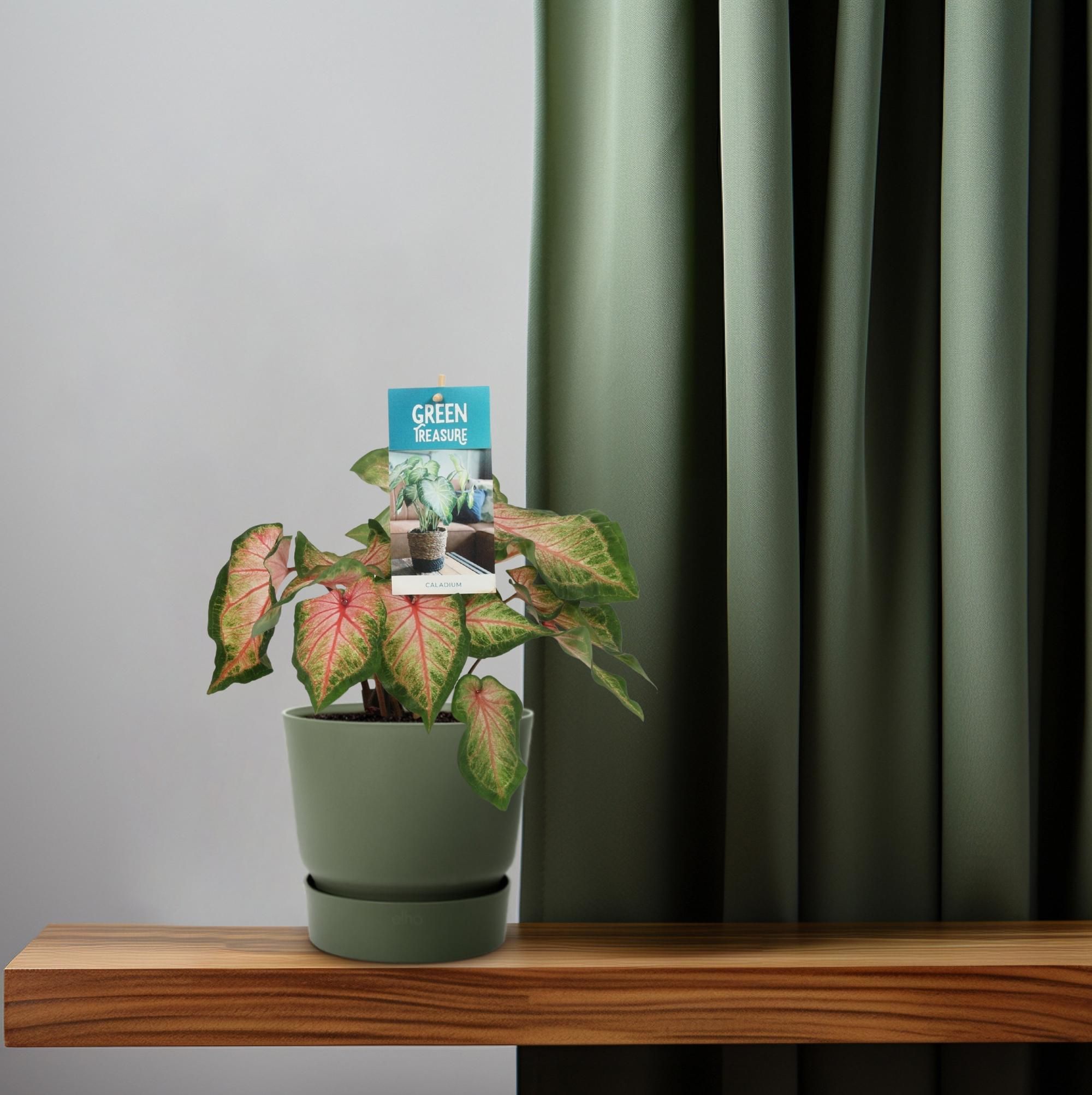 Caladium Zimmerpflanze mit rosa Blättern