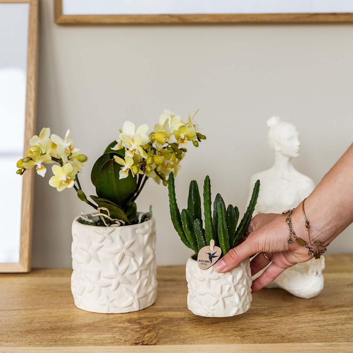 Star Fish Dekotopf – Off White – Ø6cm
