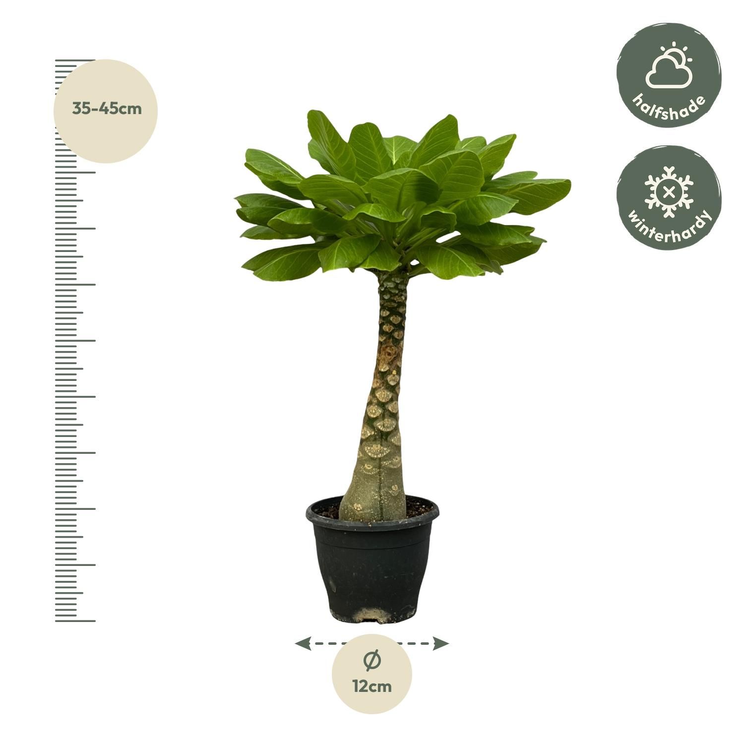 Birghamia Insignis - 25 cm - Ø12cm Topf - Hawaii Palmen ähnliche Besonderheit