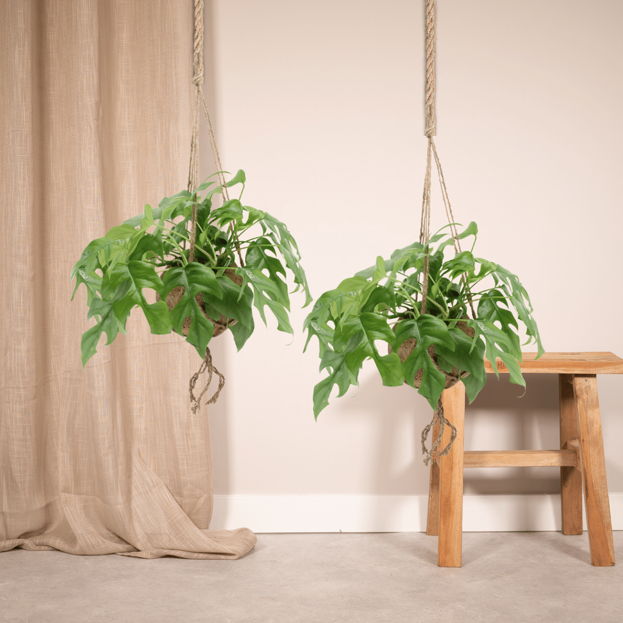 Monstera Minima Kokodama Hängetopf