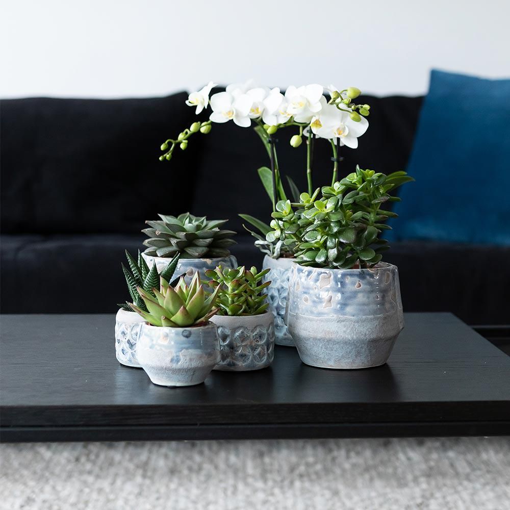 Kolibri Greens Sukkulenten-Set