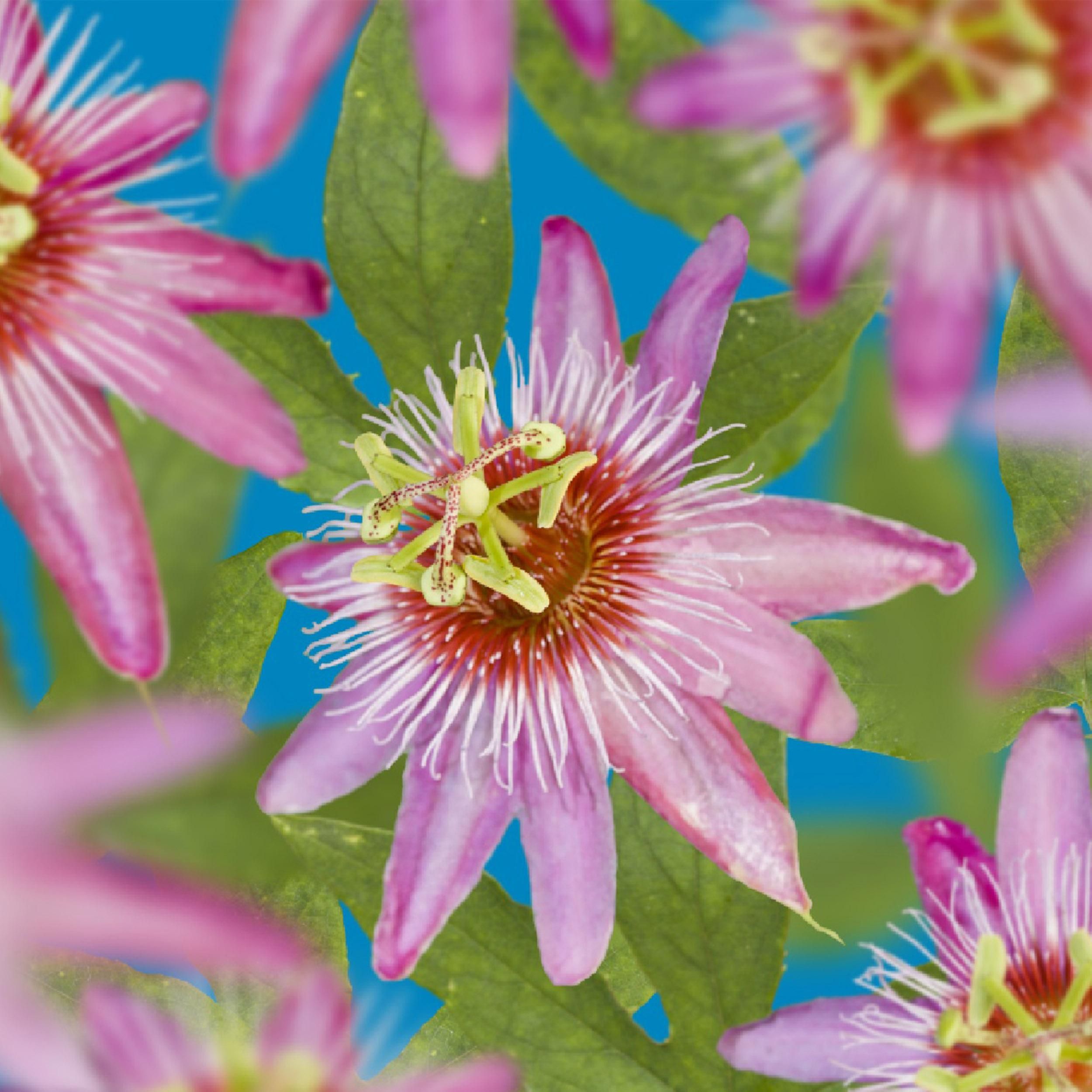 Passionsblume Anastasia | Rosa Blume | Wenig Pflege | 2 Pflanzen im Topf