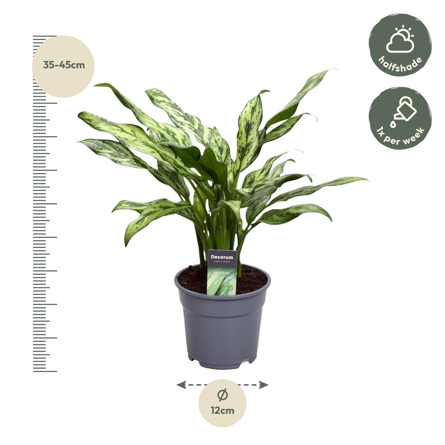 Aglaonema Juliette Zimmerpflanze mit elegantem Laub