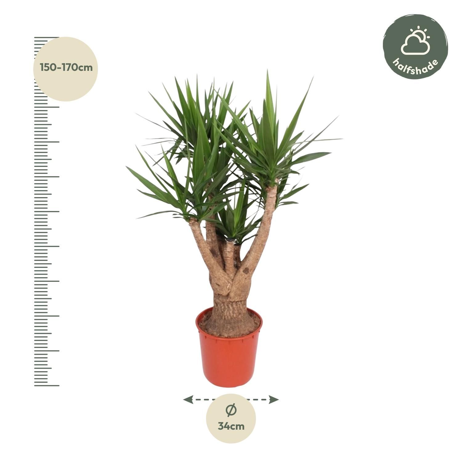 Yucca Elephantipes Zimmerpflanze mit Verzweigung