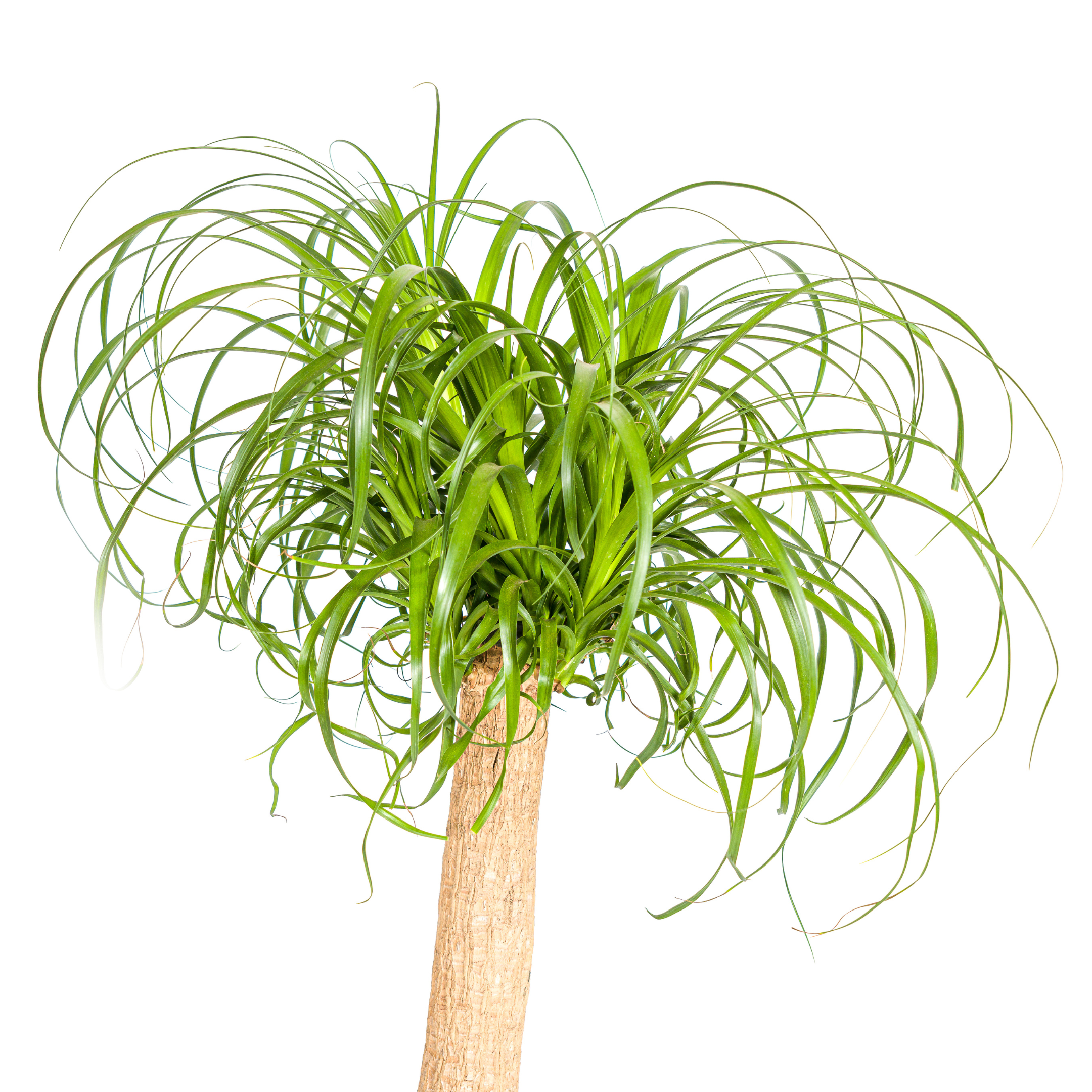 Elefantenfuß Baum - Beaucarnea Recurvata | Starke Pflanze | Ø 24 cm Topf | 80-100 cm Höhe