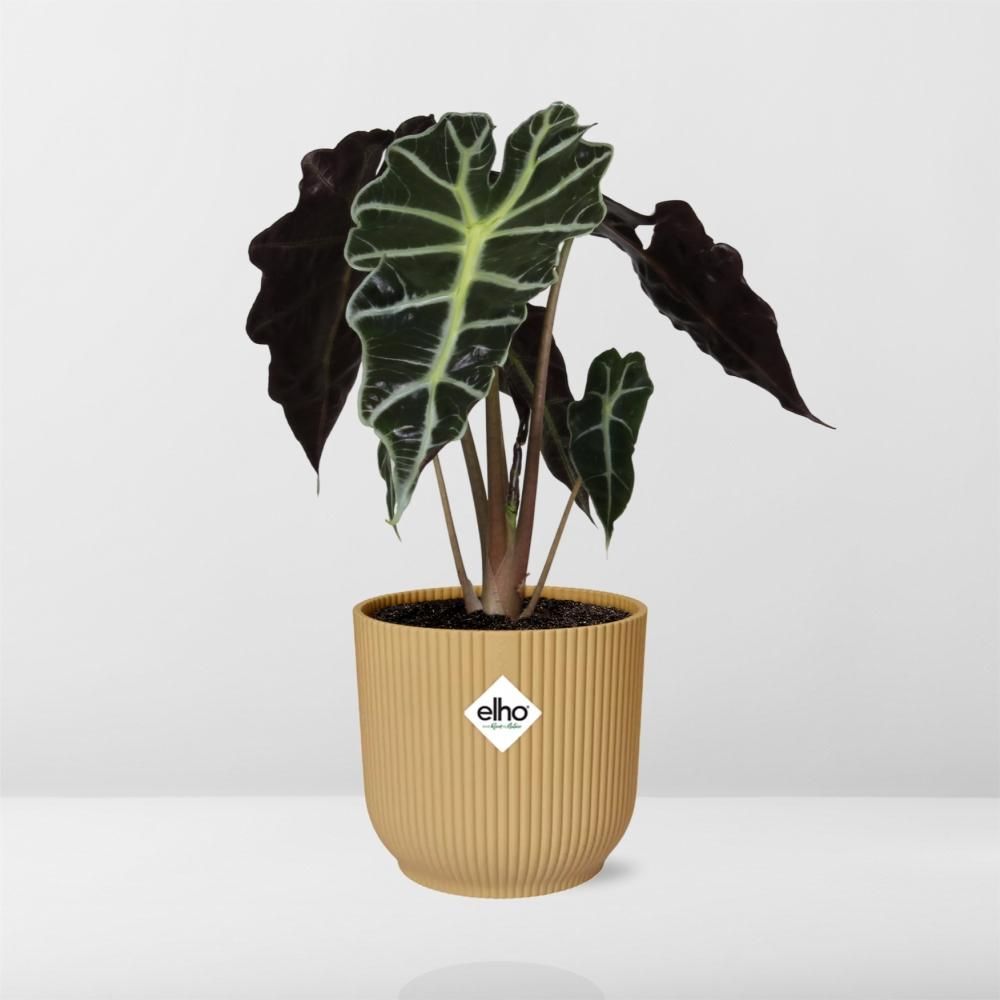 Alocasia Polly Zimmerpflanze in gelbem ELHO Vibes Fold Topf