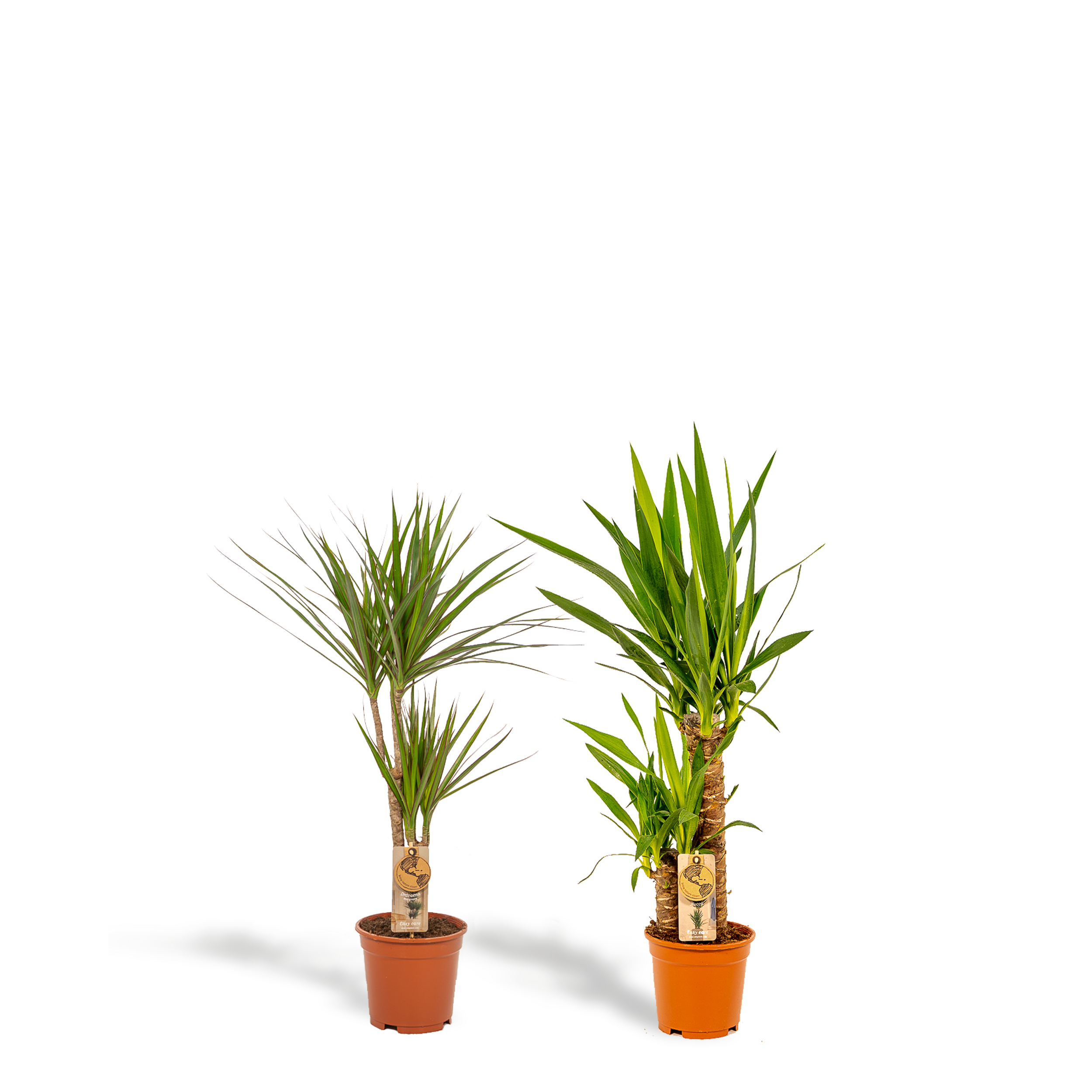 Dracaena und Yucca Zimmerpflanzen Set