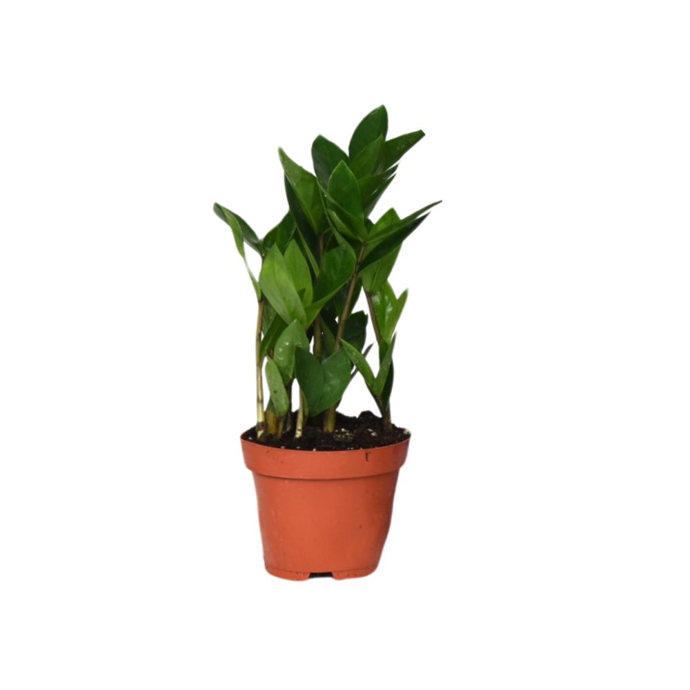 Zamioculcas Zimmerpflanze mit glänzenden Blättern