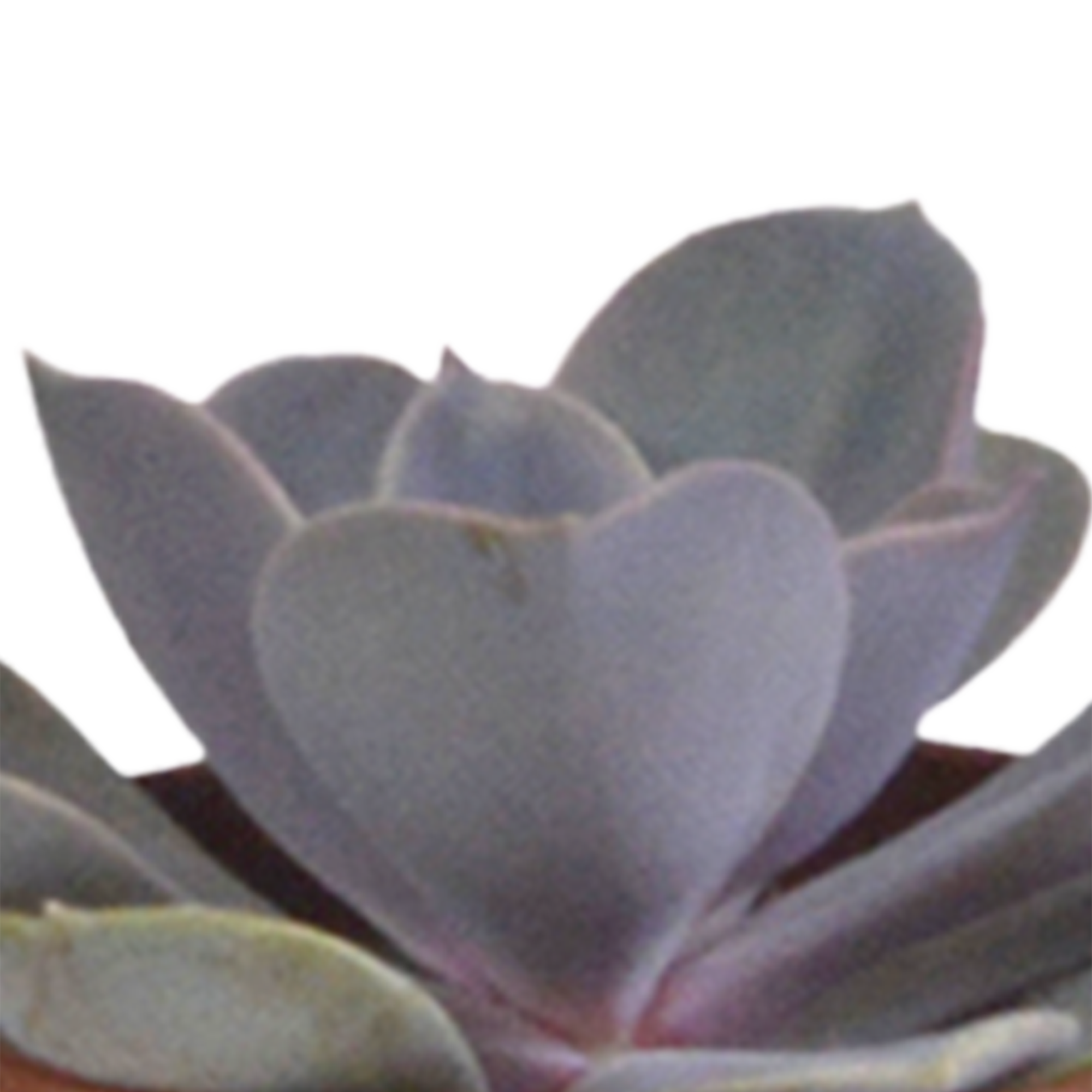 Sukkulenten Mix 5.5 cm â€“ 5er Set â€“ im weißen Topf