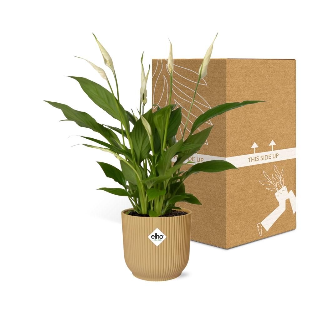 Friedenslilie Spathiphyllum Torelli in gelbem ELHO Vibes Fold Übertopf