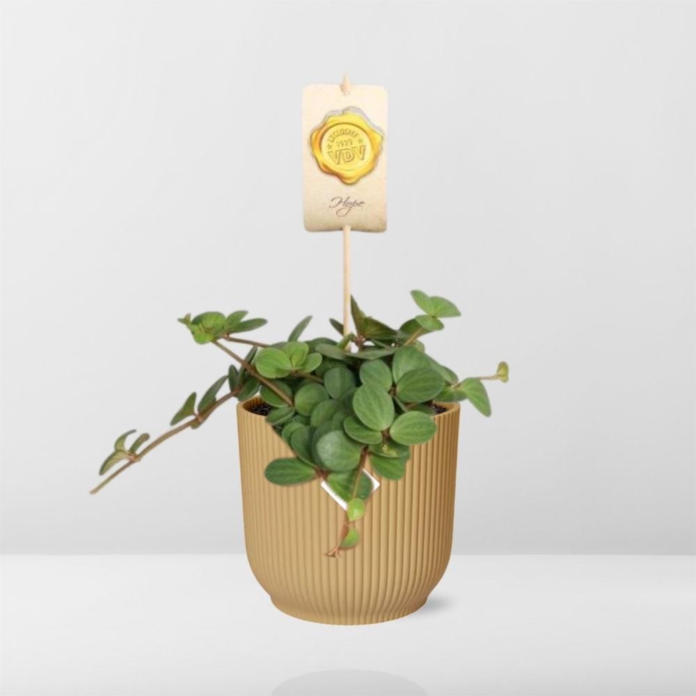 Peperomia Hope – Attraktive Zimmerpflanze im gelben ELHO Vibes Fold Topf