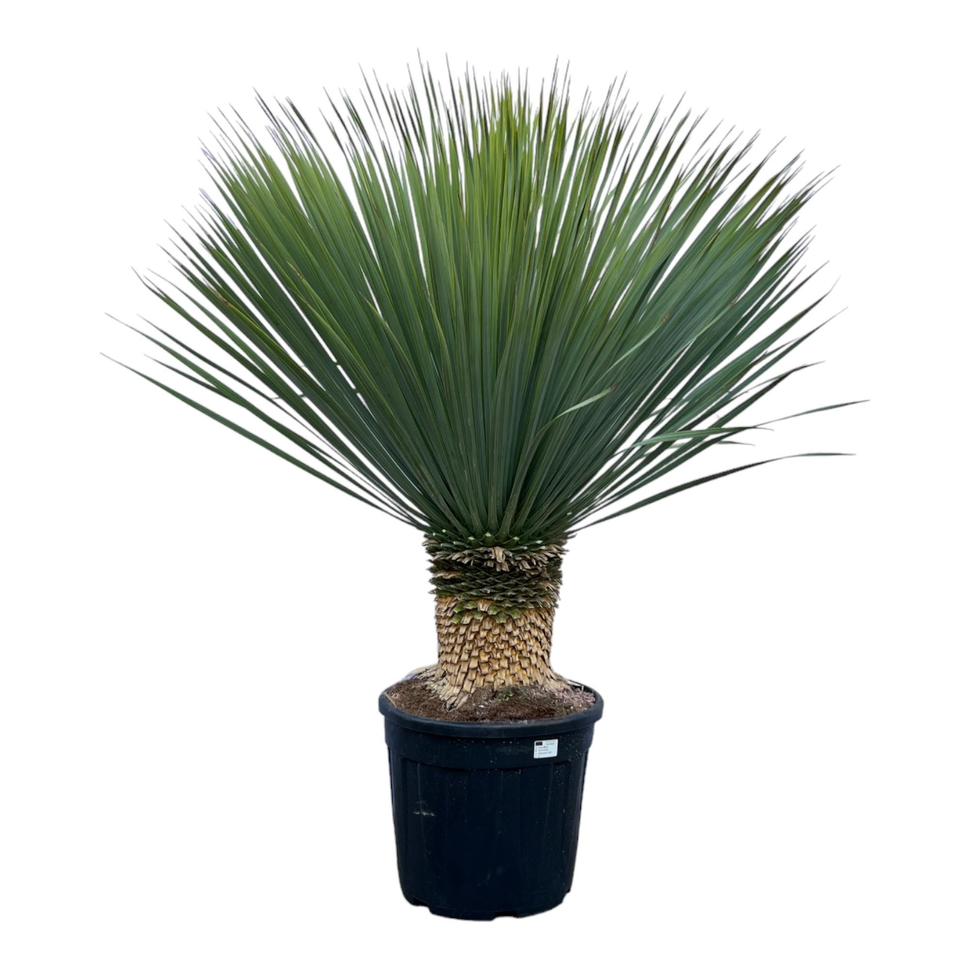 Yucca Rostrata elegant und robust
