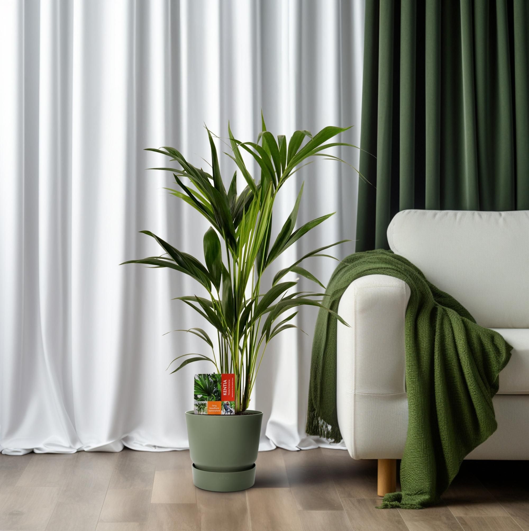 Kentia Palme Howea Forsteriana