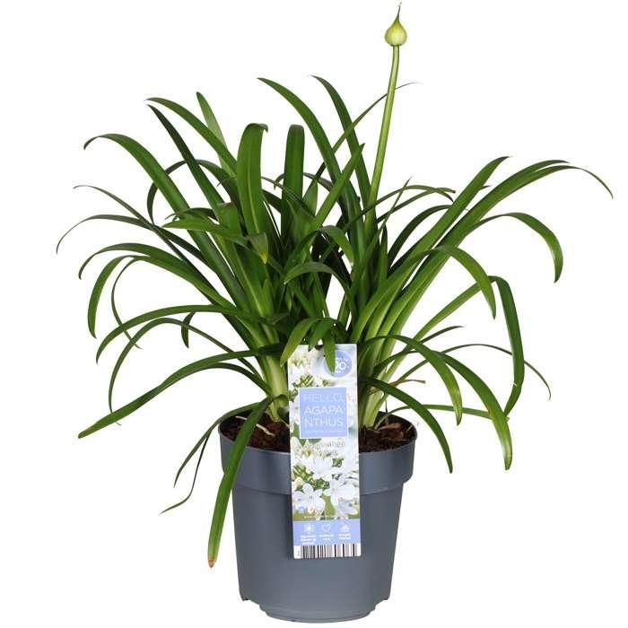 Agapanthus Ever White Pflanze