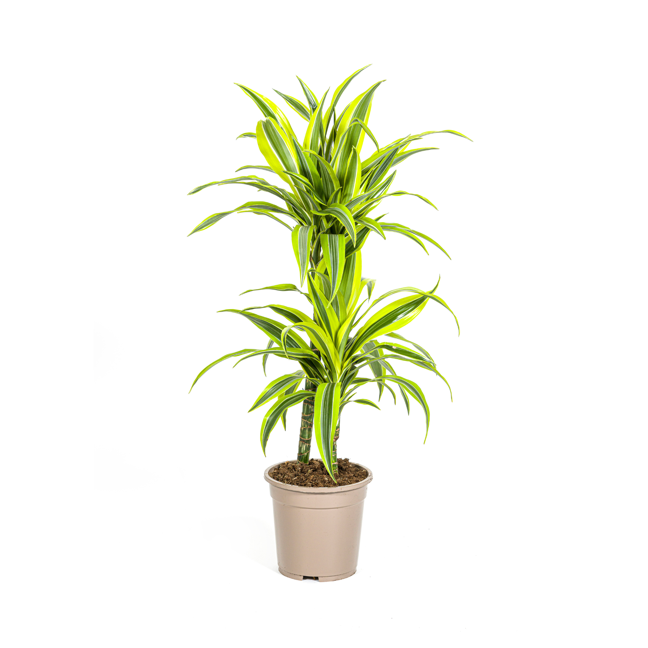 Dracaena Deremensis Lemon Lime – Ø19cm – ↕70-90cm