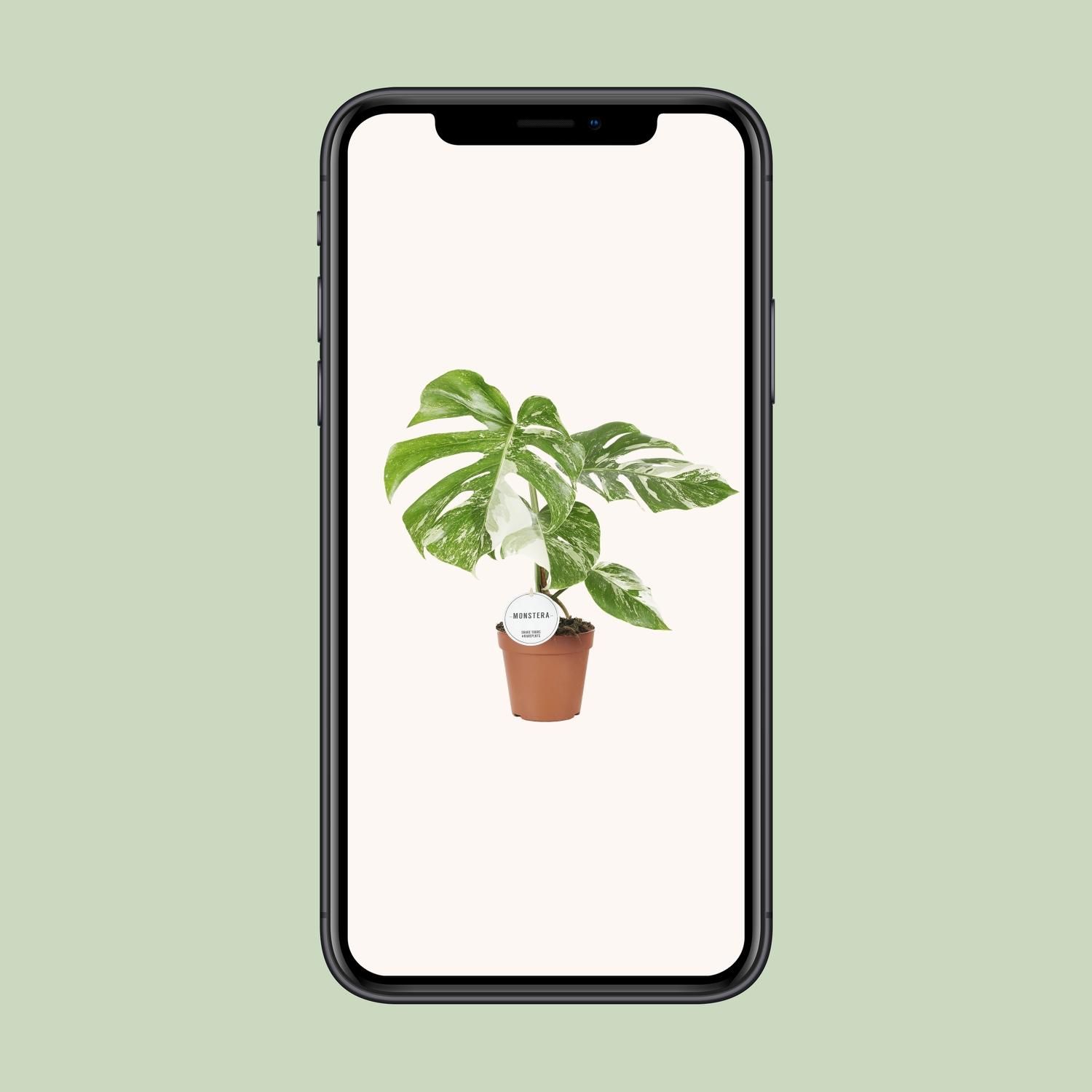 Monstera Variegata Zimmerpflanze