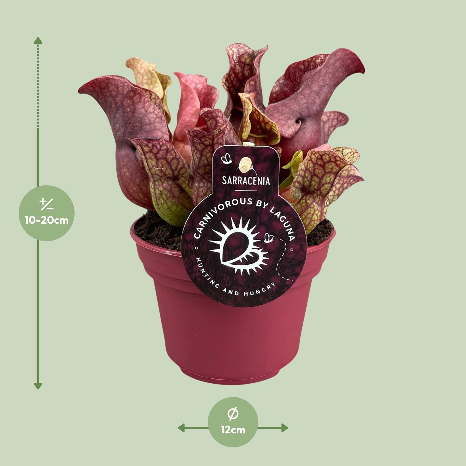 Sarracenia Zimmerpflanze mit einzigartigen Schlauchblättern