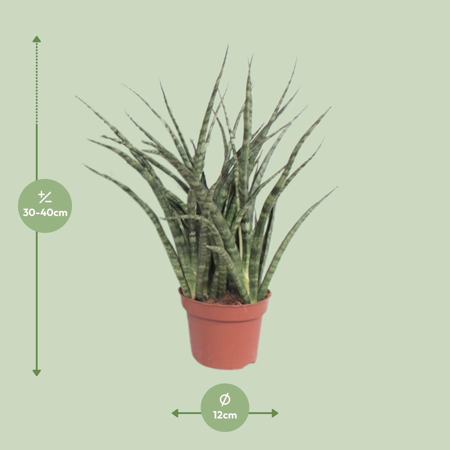 Sansevieria Fernwood Punk Zimmerpflanze