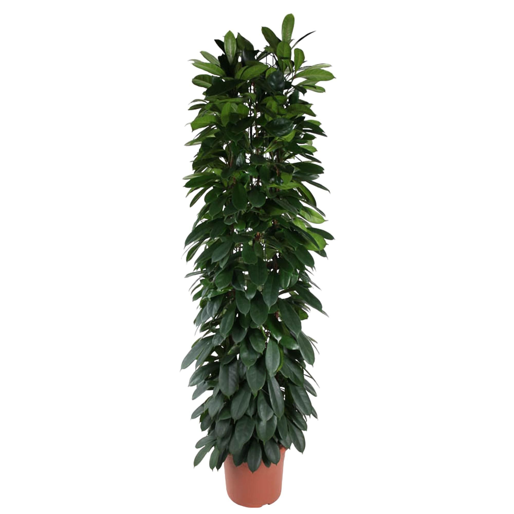Eleganter Ficus Cyatistipula Zimmerpflanze