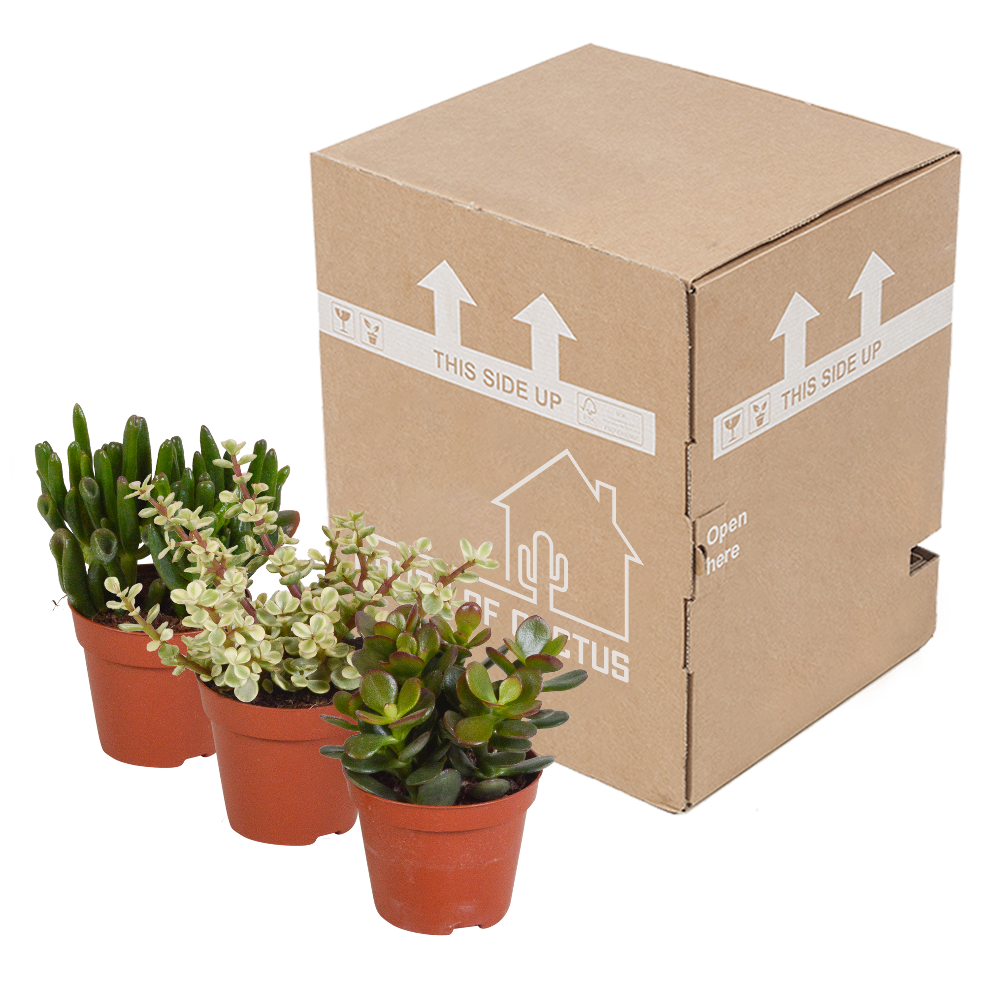 Crassula Mix – Vielfältige Sukkulenten ohne Topf