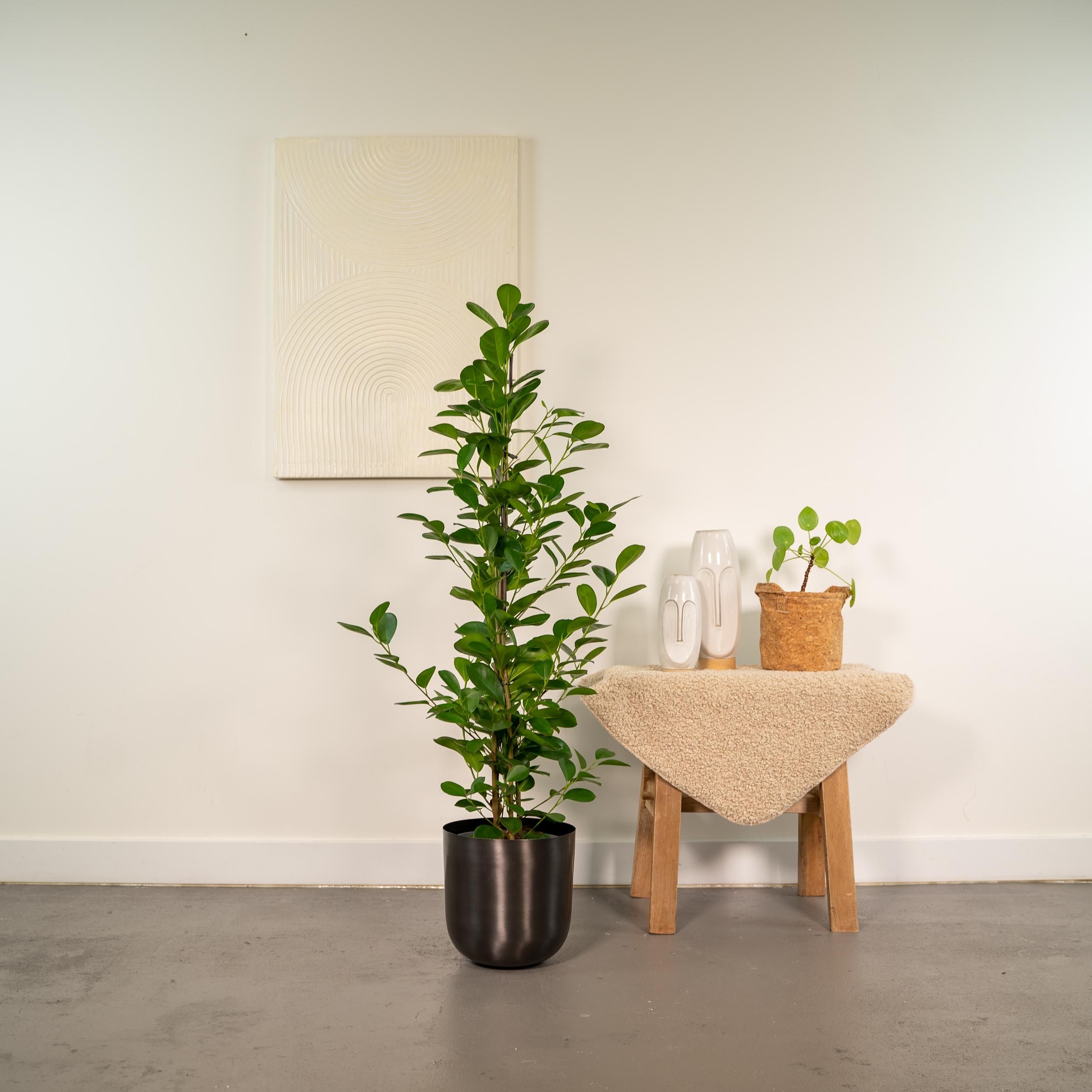 Ficus Microcarpa Moclame Zimmerpflanze mit Übertopf