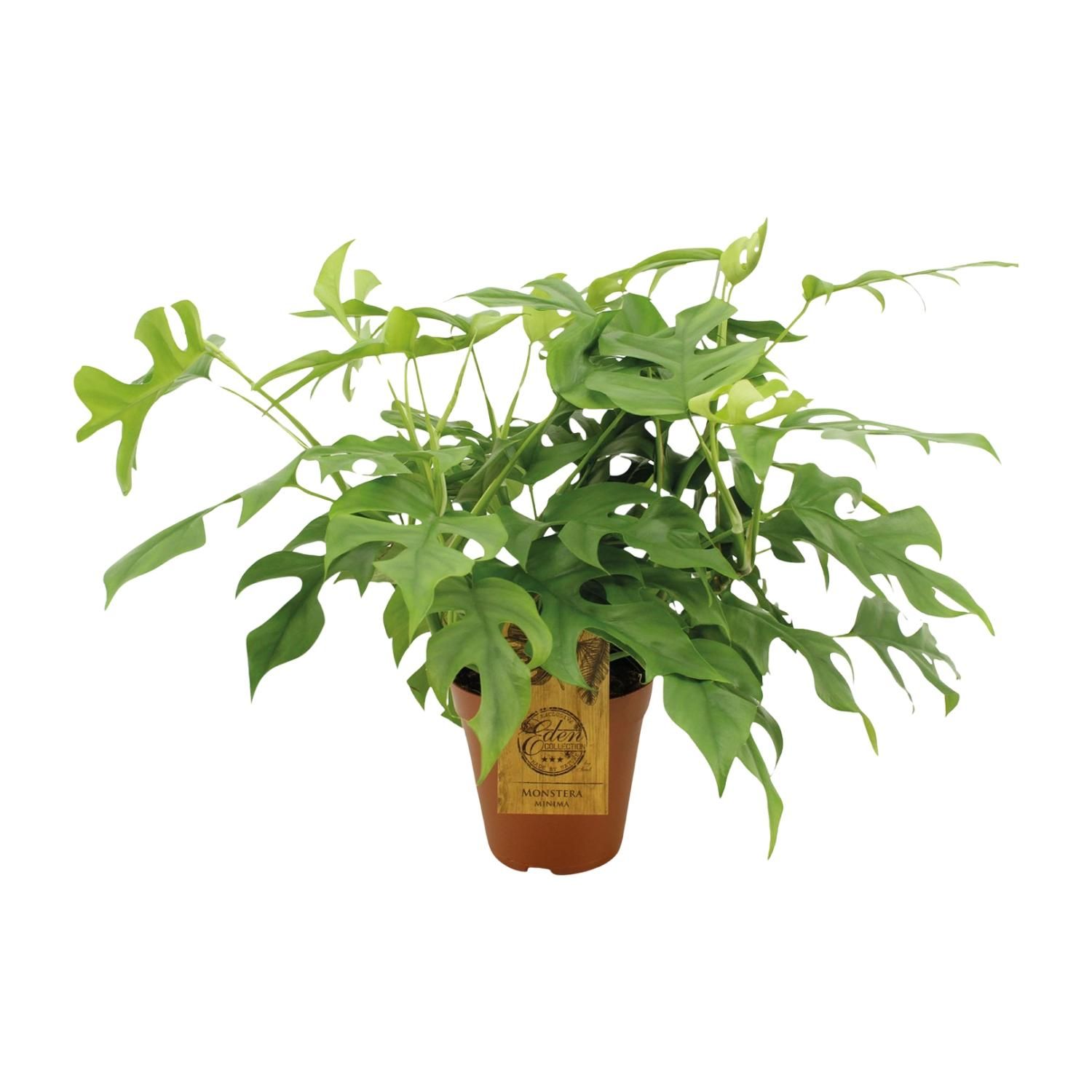 Monstera Minima Zimmerpflanze mit dekorativen Blättern
